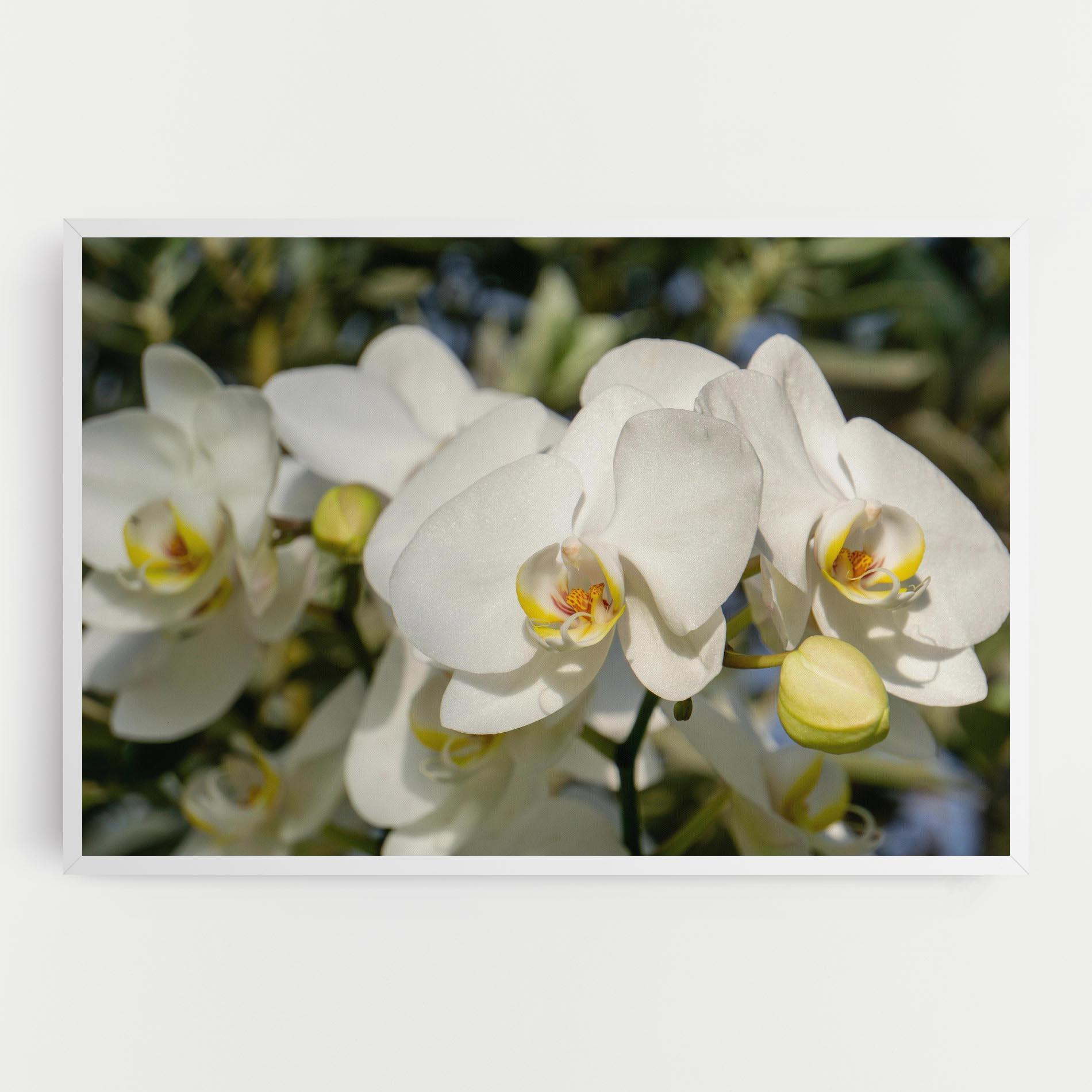 Tablou Canvas Big Orchids In Nature mockup 0