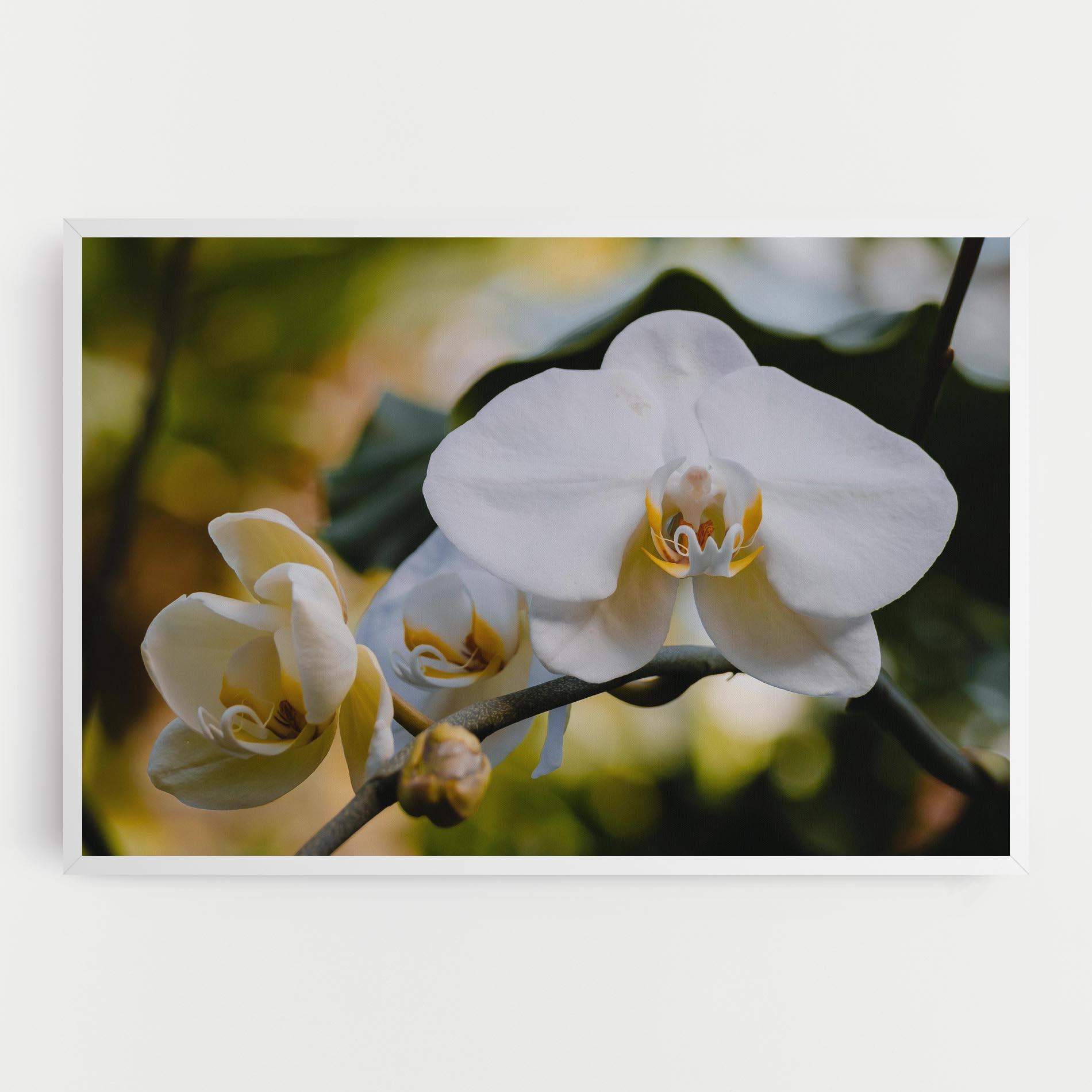 Tablou Canvas Cream Orchid In Nature mockup 0
