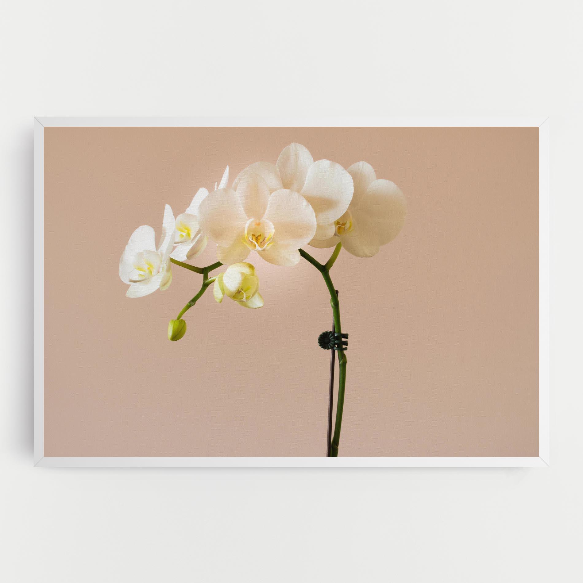 Tablou Canvas Cream Orchid On Pink mockup 0
