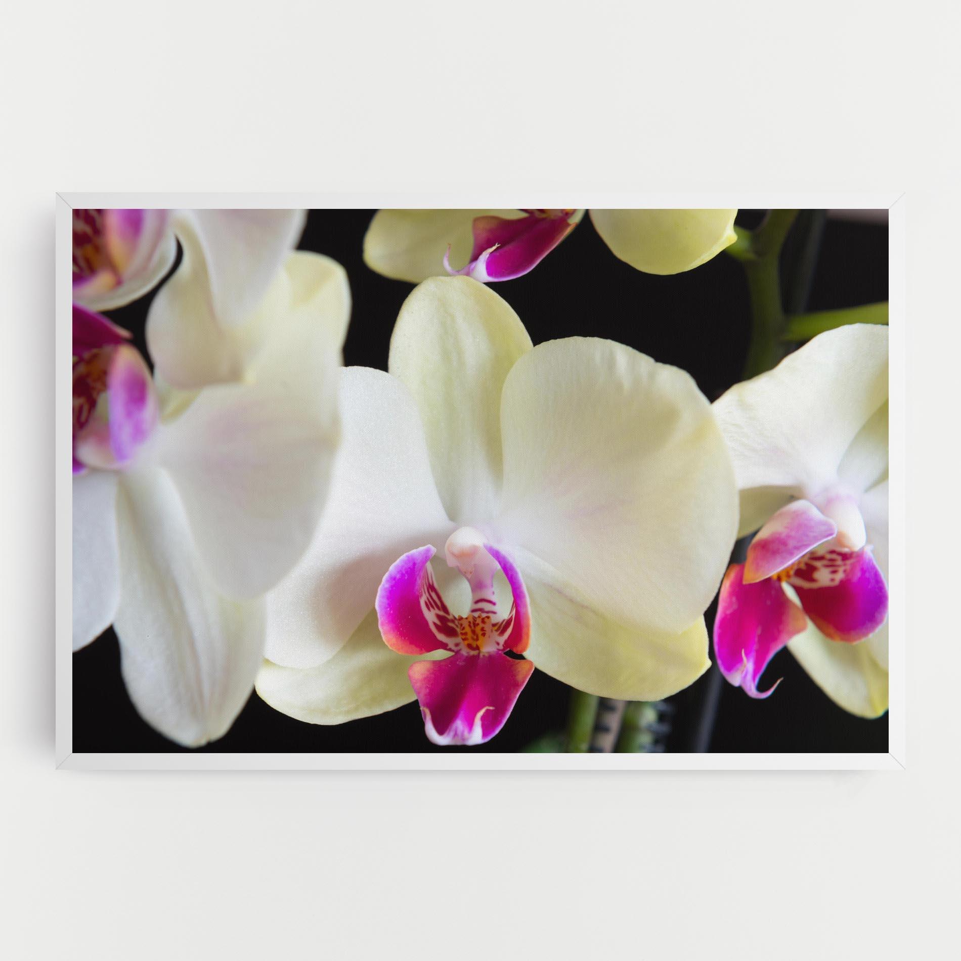 Tablou Canvas Cream Purple Orchids mockup 0