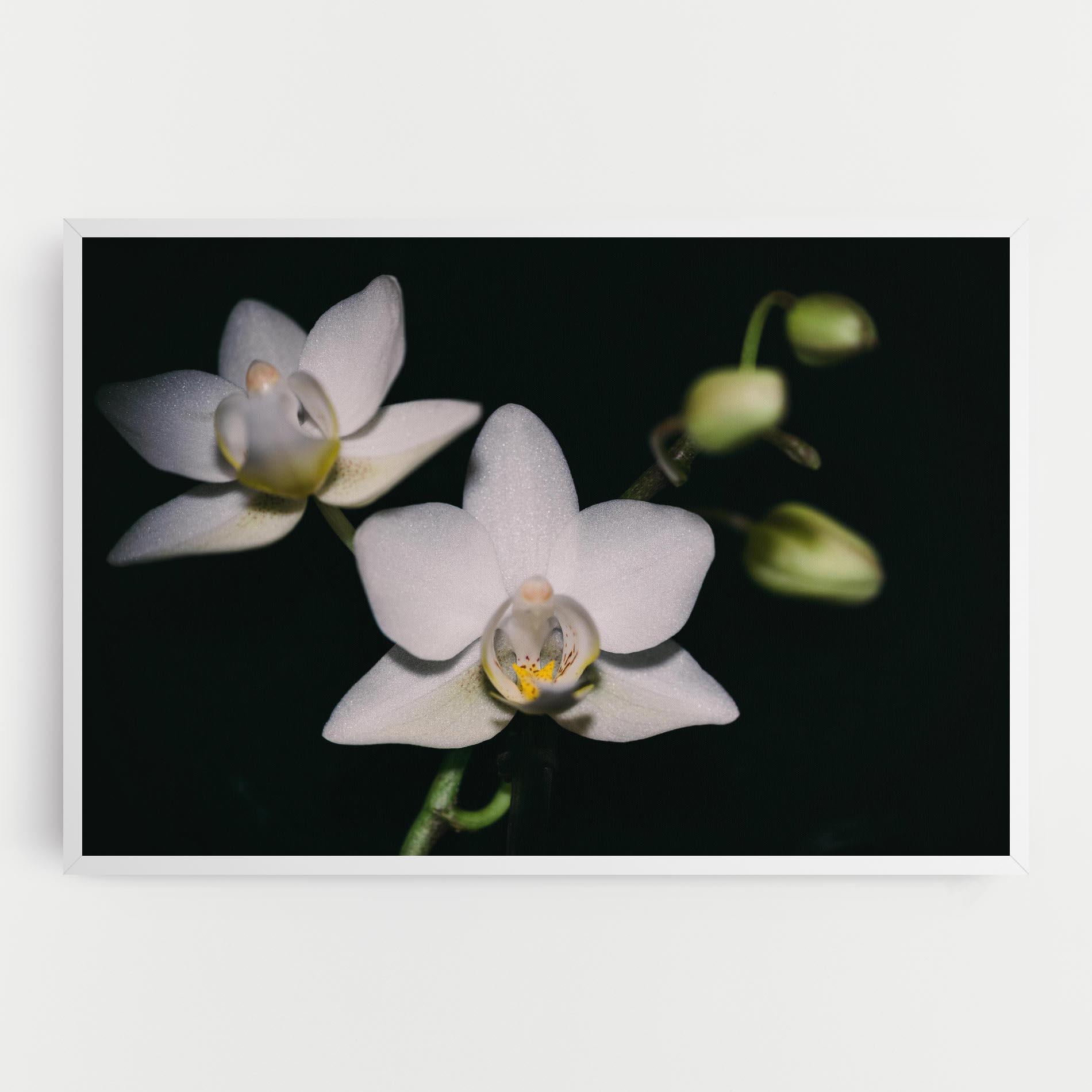 Tablou Canvas Orchids On Black mockup 0