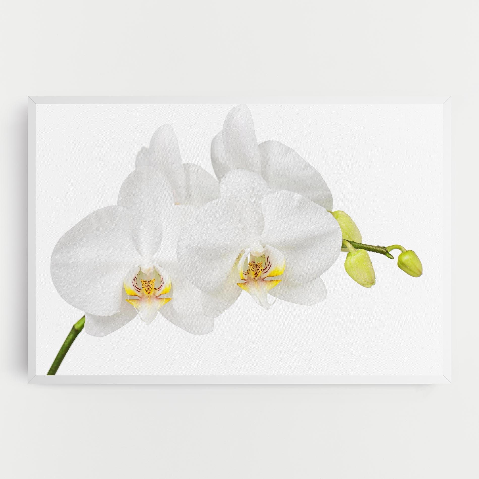 Tablou Canvas Orchids On White mockup 0