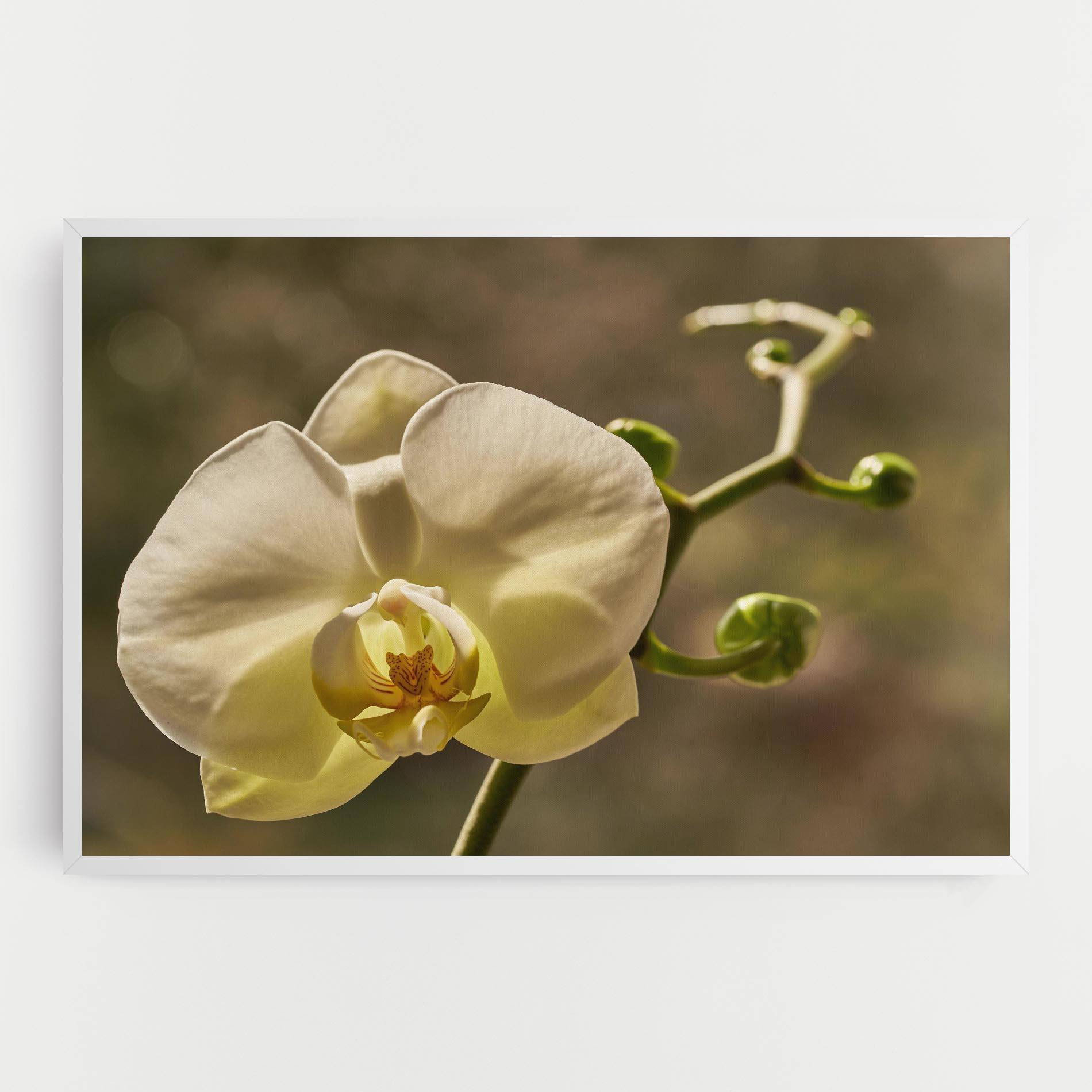 Tablou Canvas Pastel Yellow Orchid In Garden mockup 0
