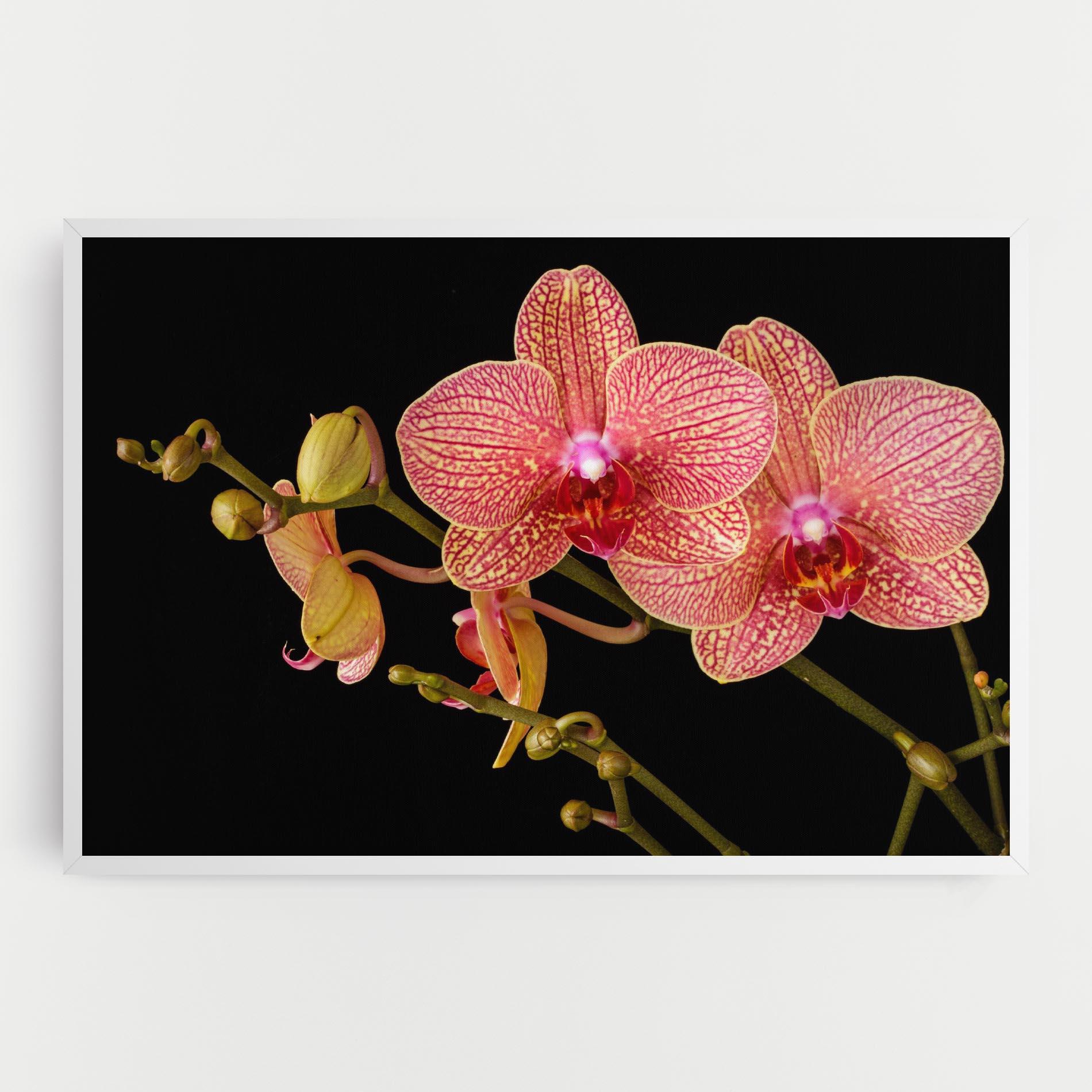 Tablou Canvas Pink Orchids On Black mockup 0