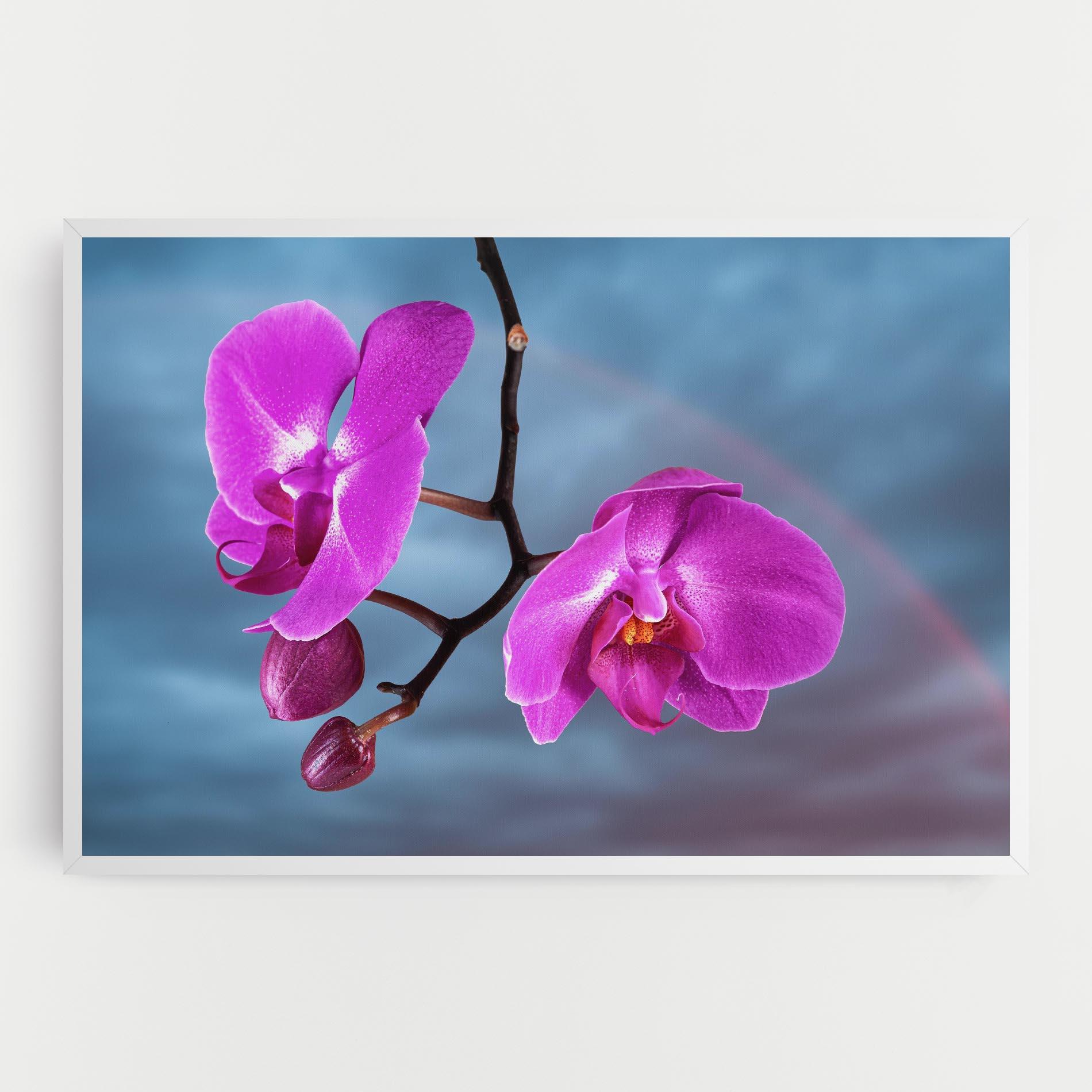 Tablou Canvas Sky Purple Orchid mockup 0