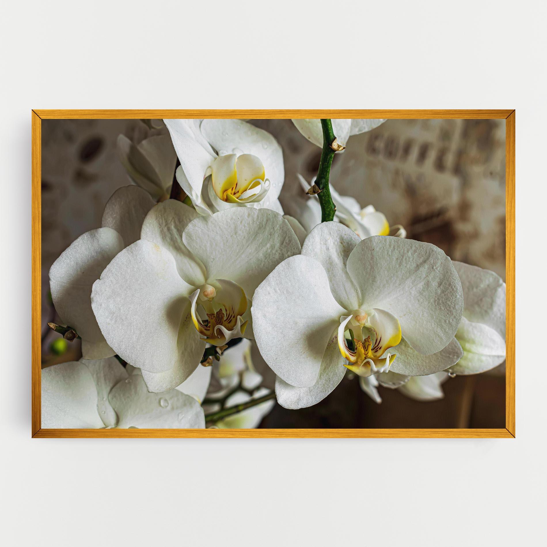 Tablou Canvas Beautiful White Orchids mockup 0