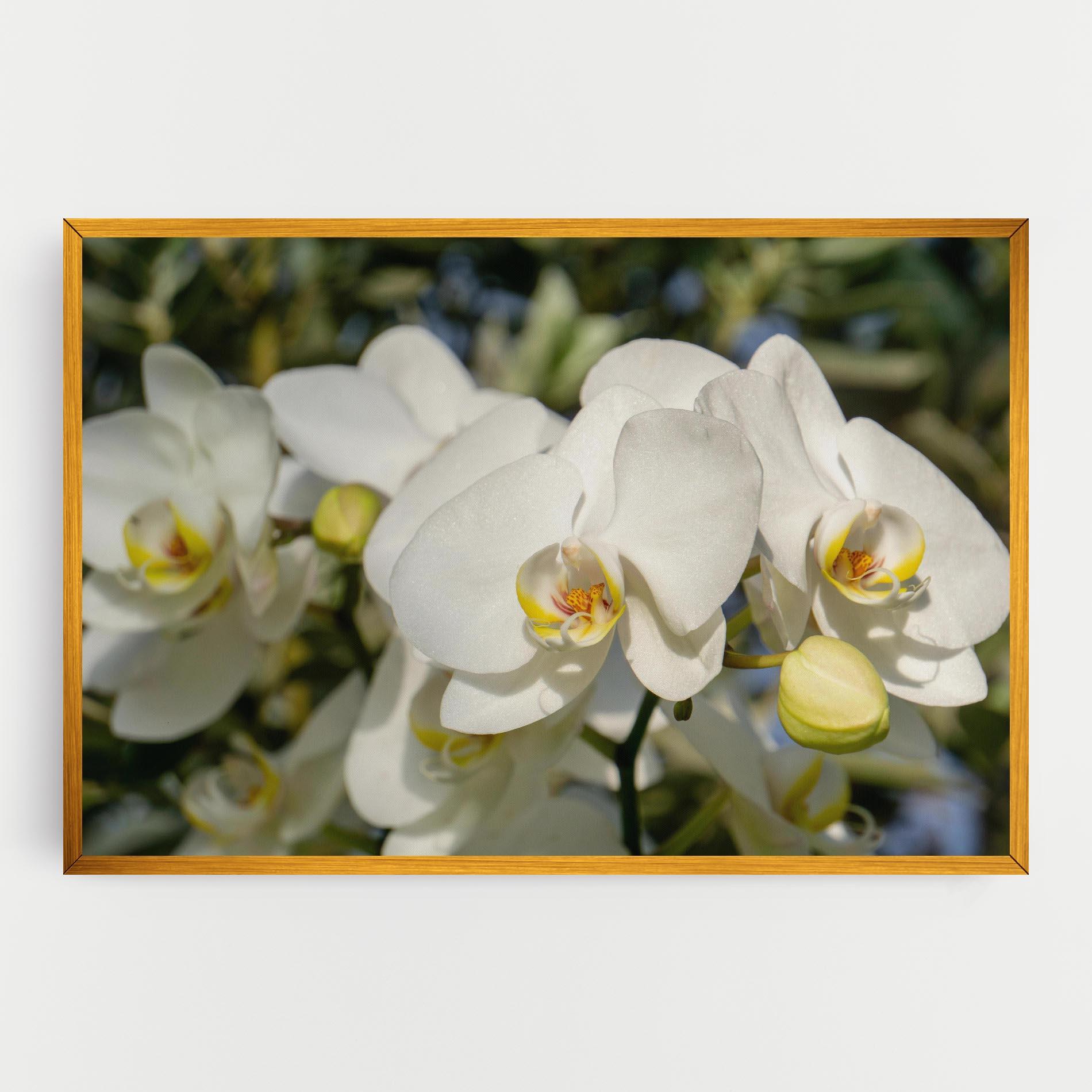 Tablou Canvas Big Orchids In Nature mockup 0