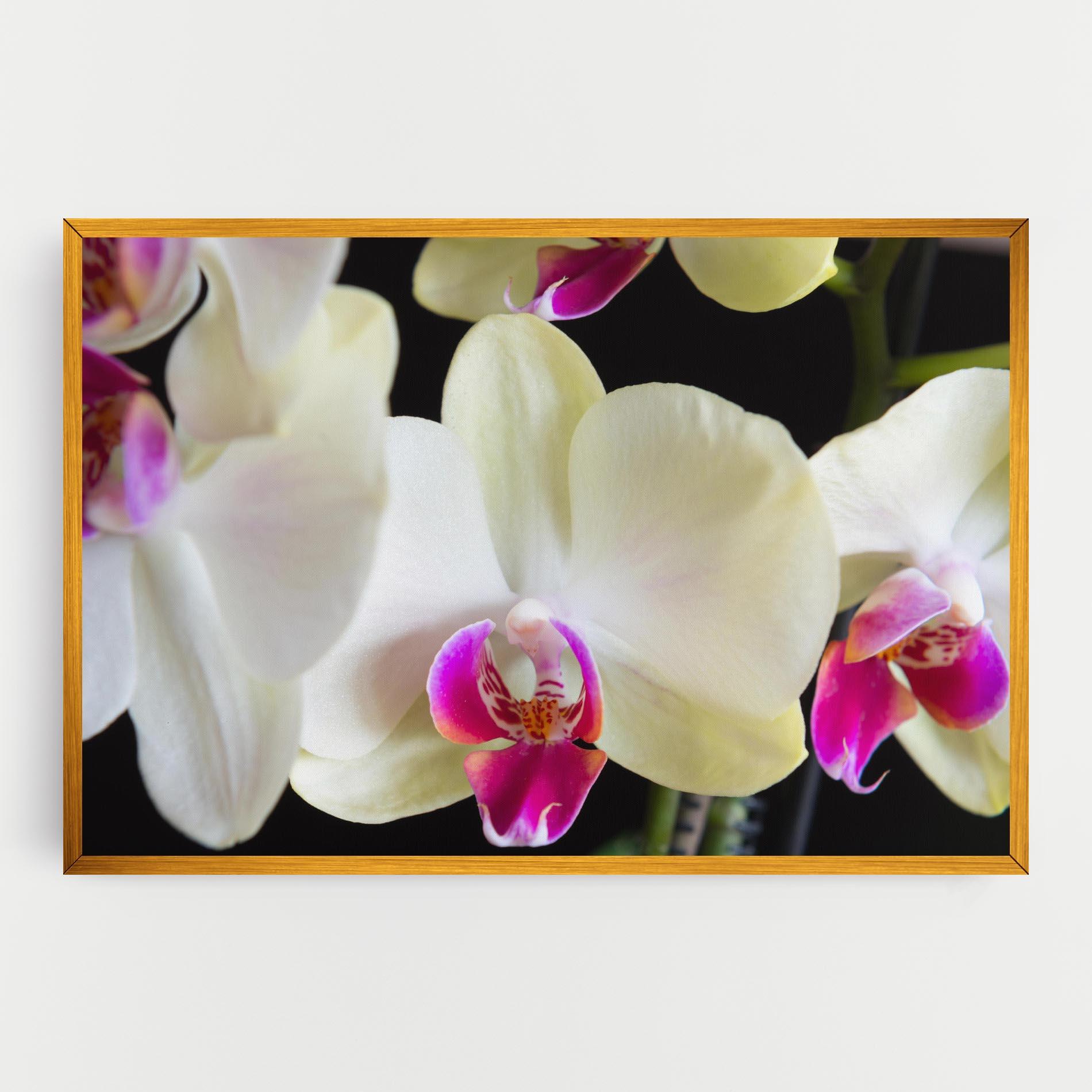 Tablou Canvas Cream Purple Orchids mockup 0