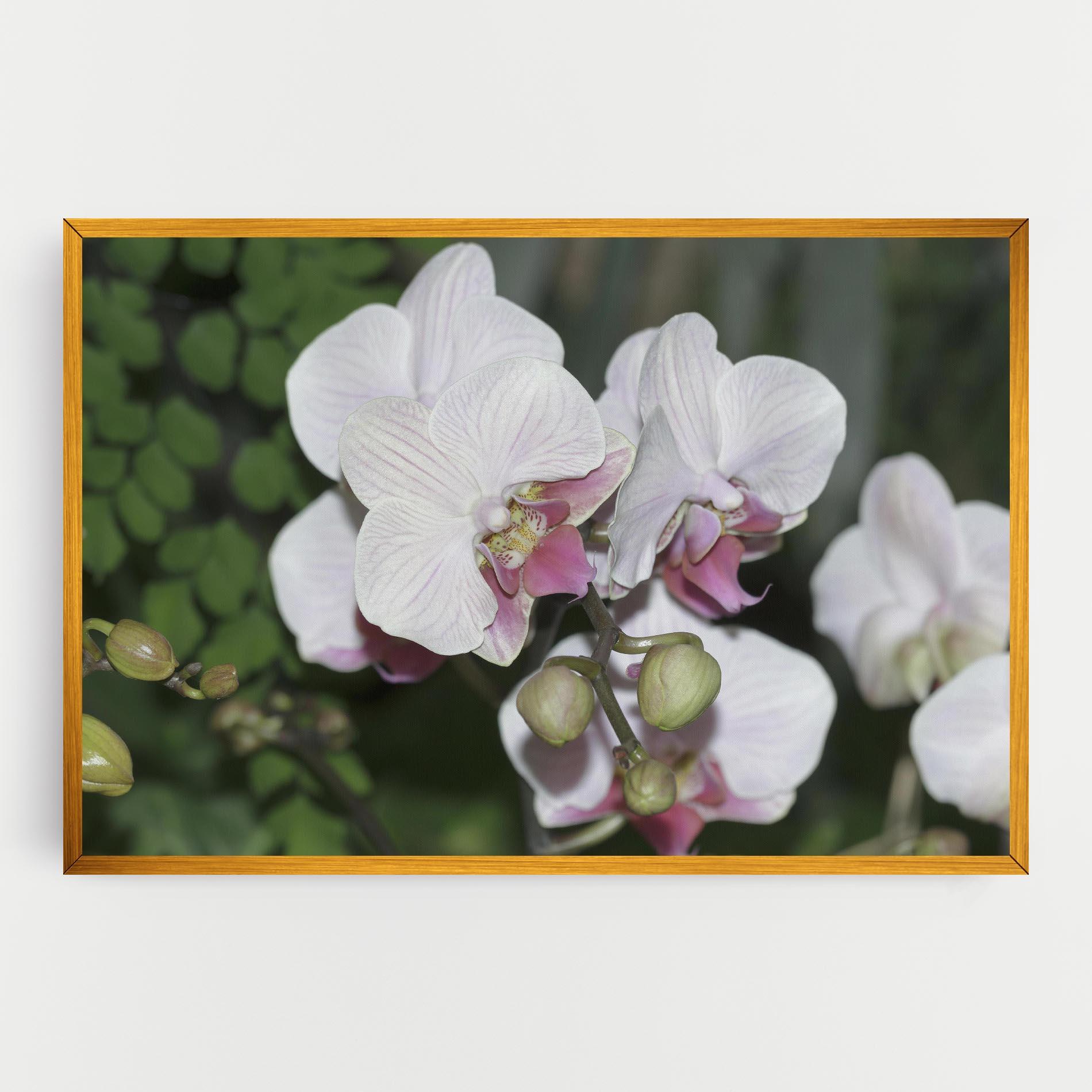 Tablou Canvas Orchid Botanical Garden mockup 0