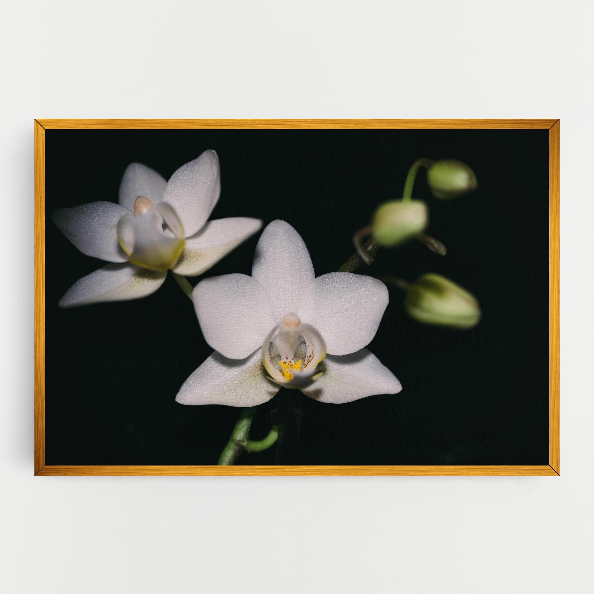 Tablou Canvas Orchids On Black mockup 0