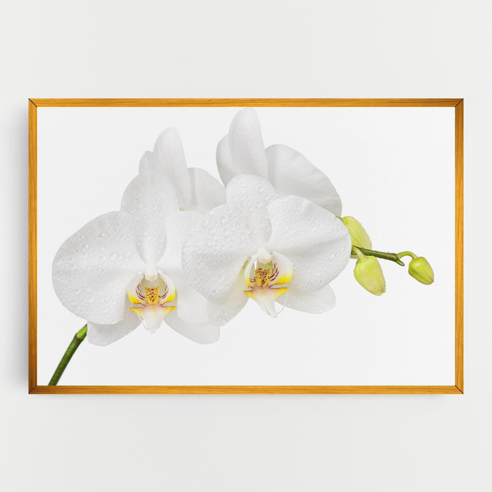 Tablou Canvas Orchids On White mockup 0