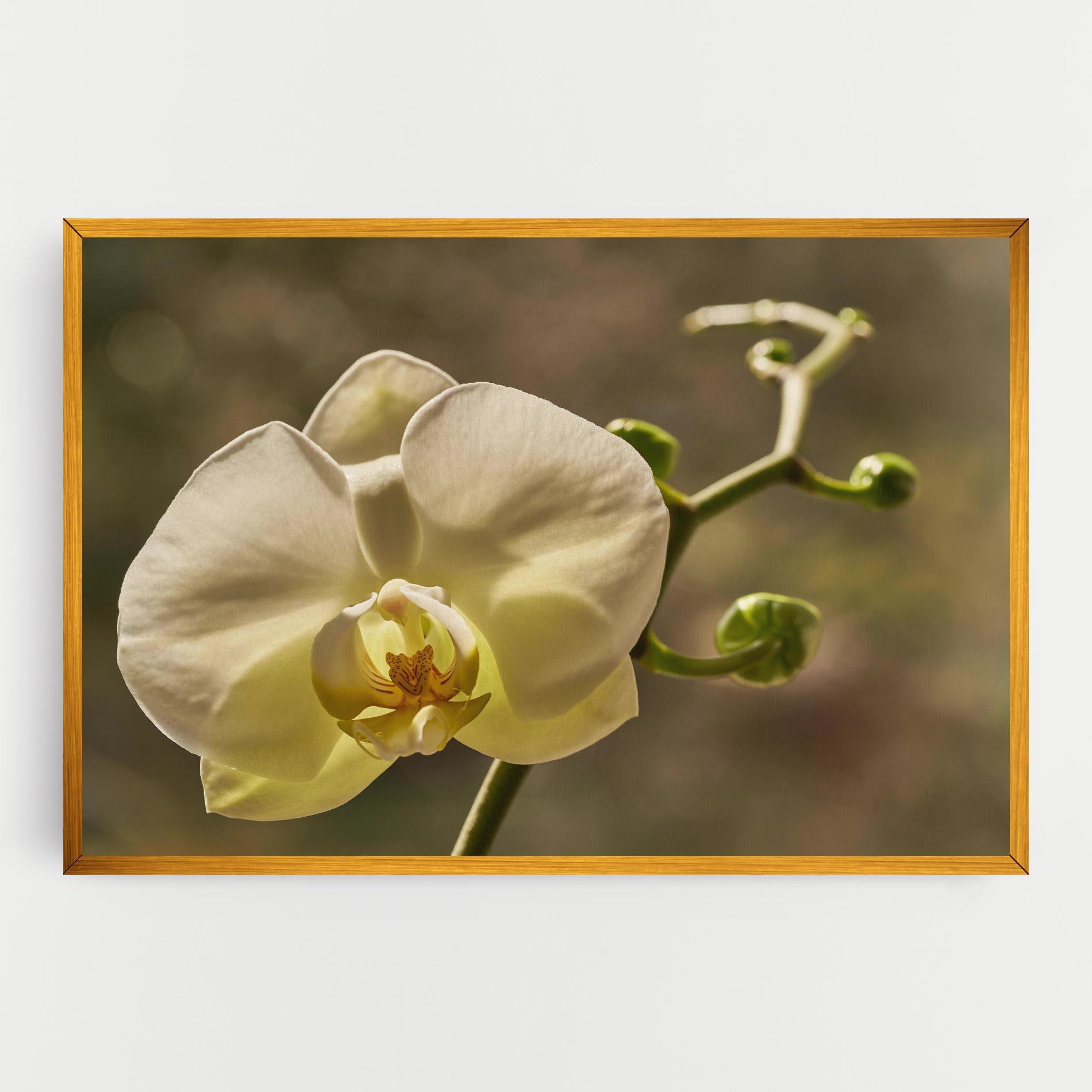 Tablou Canvas Pastel Yellow Orchid In Garden mockup 0