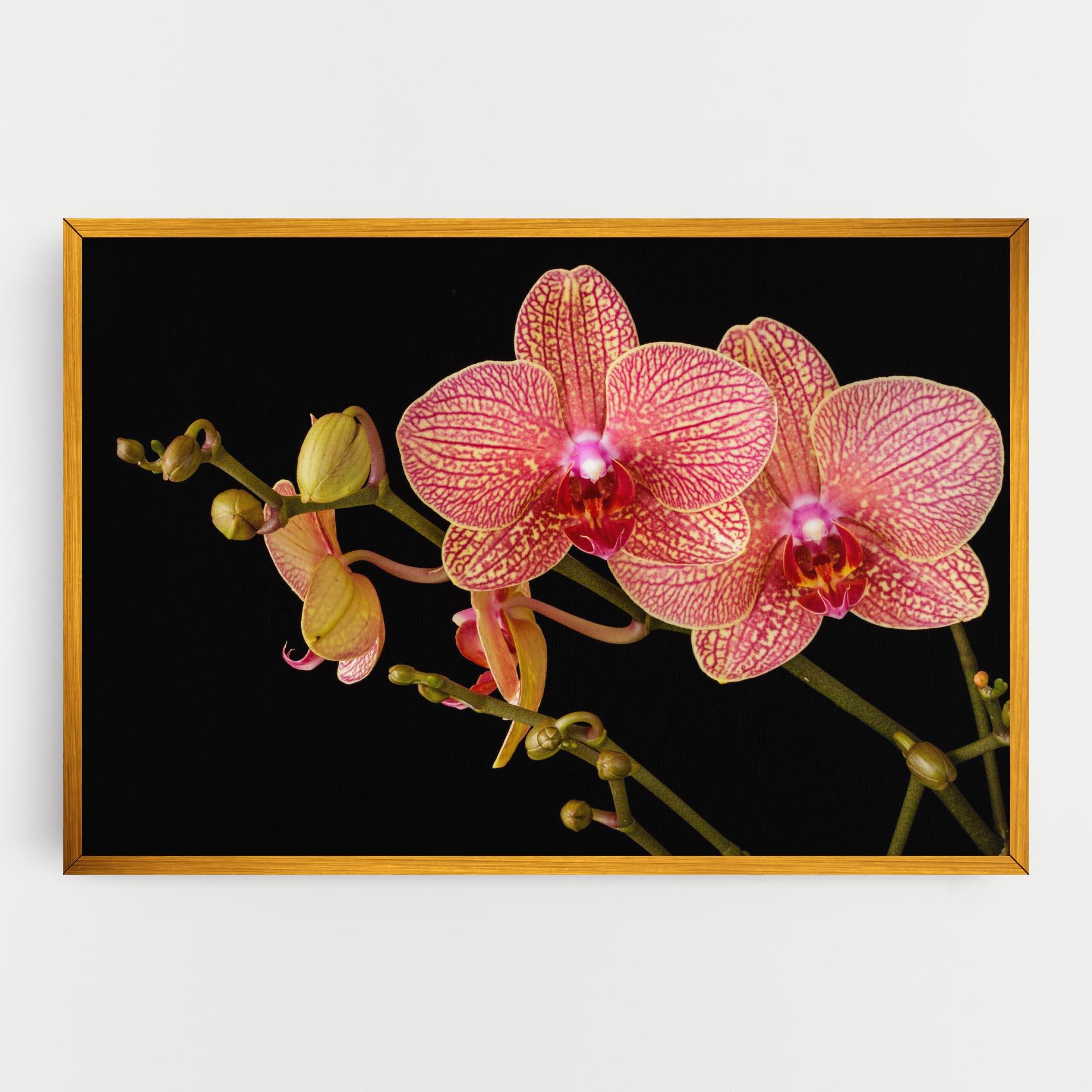 Tablou Canvas Pink Orchids On Black mockup 0