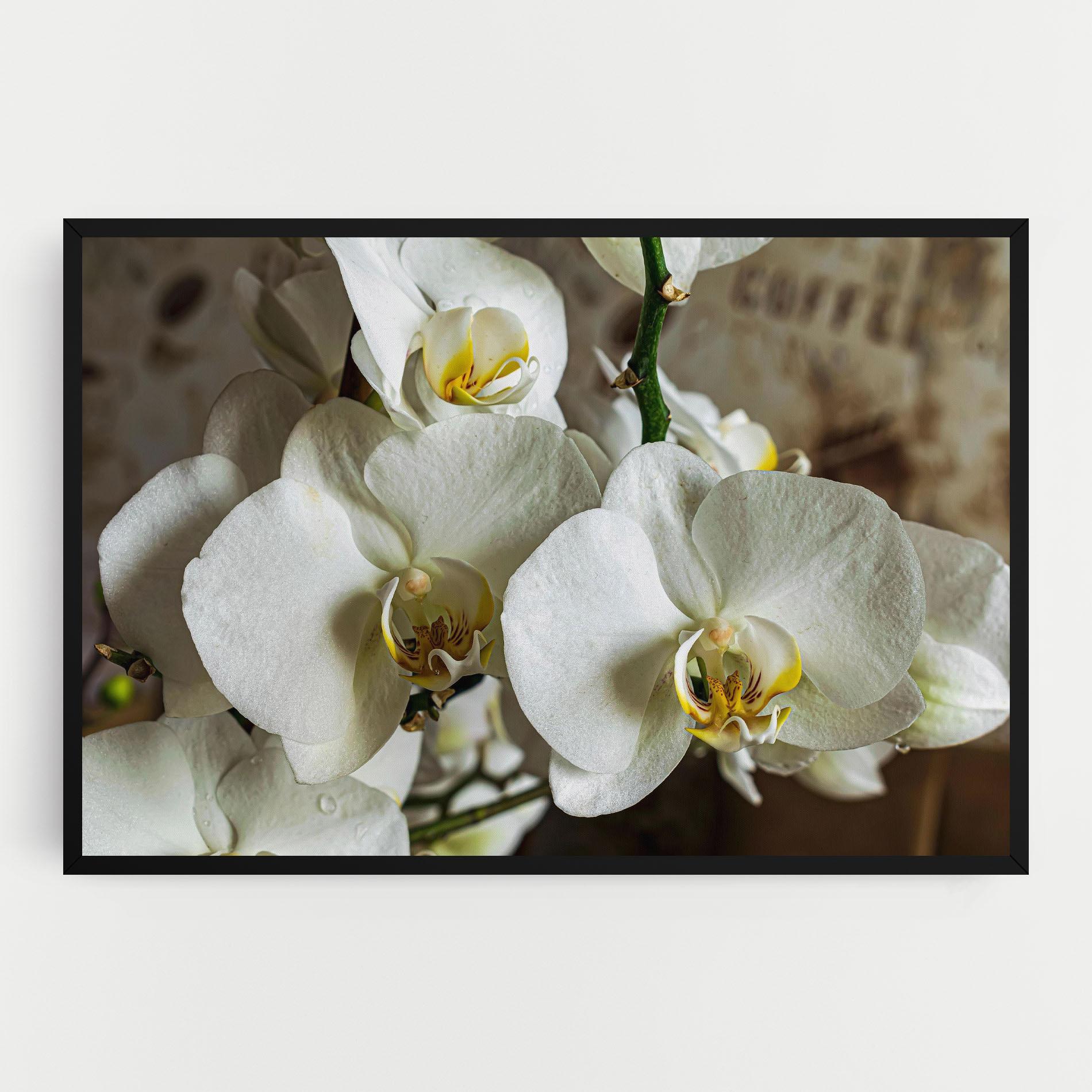 Tablou Canvas Beautiful White Orchids mockup 0