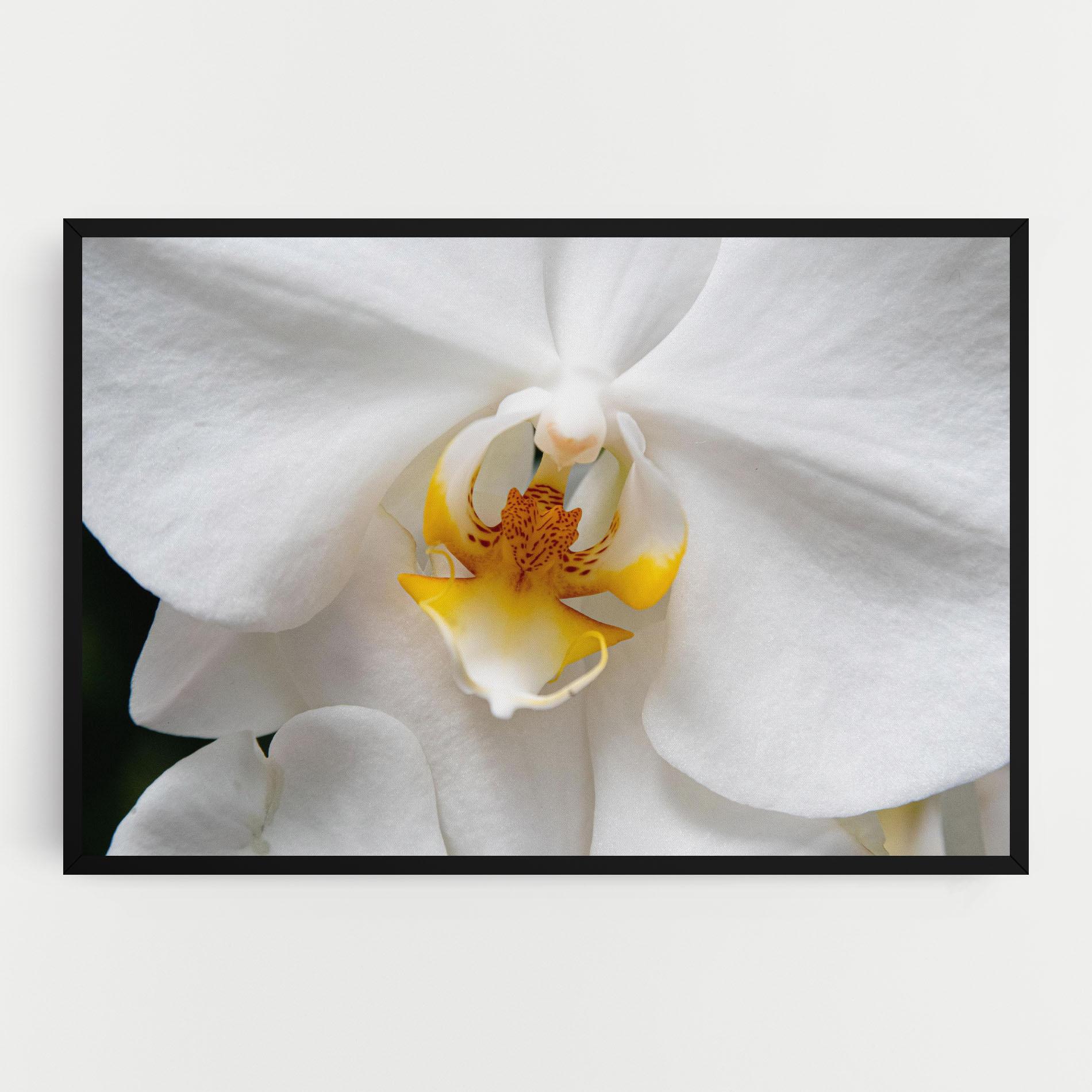 Tablou Canvas Big Orchid Close Up mockup 0