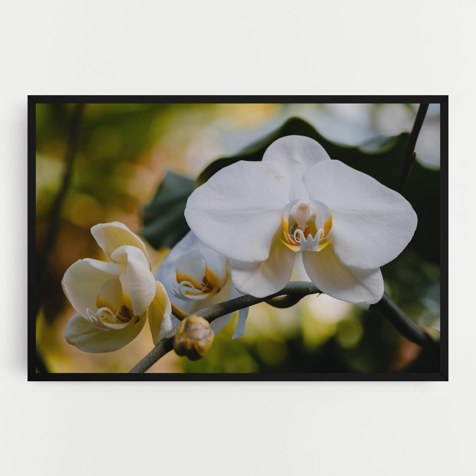 Tablou Canvas Cream Orchid In Nature mockup 0