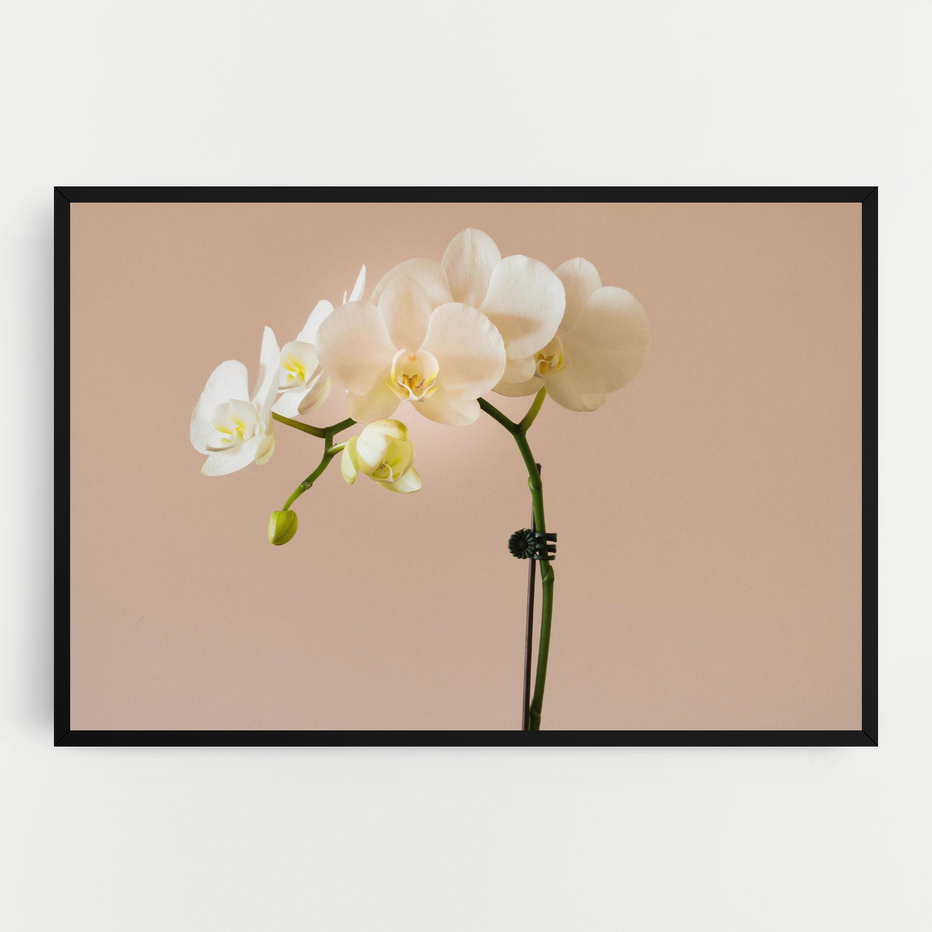 Tablou Canvas Cream Orchid On Pink mockup 0