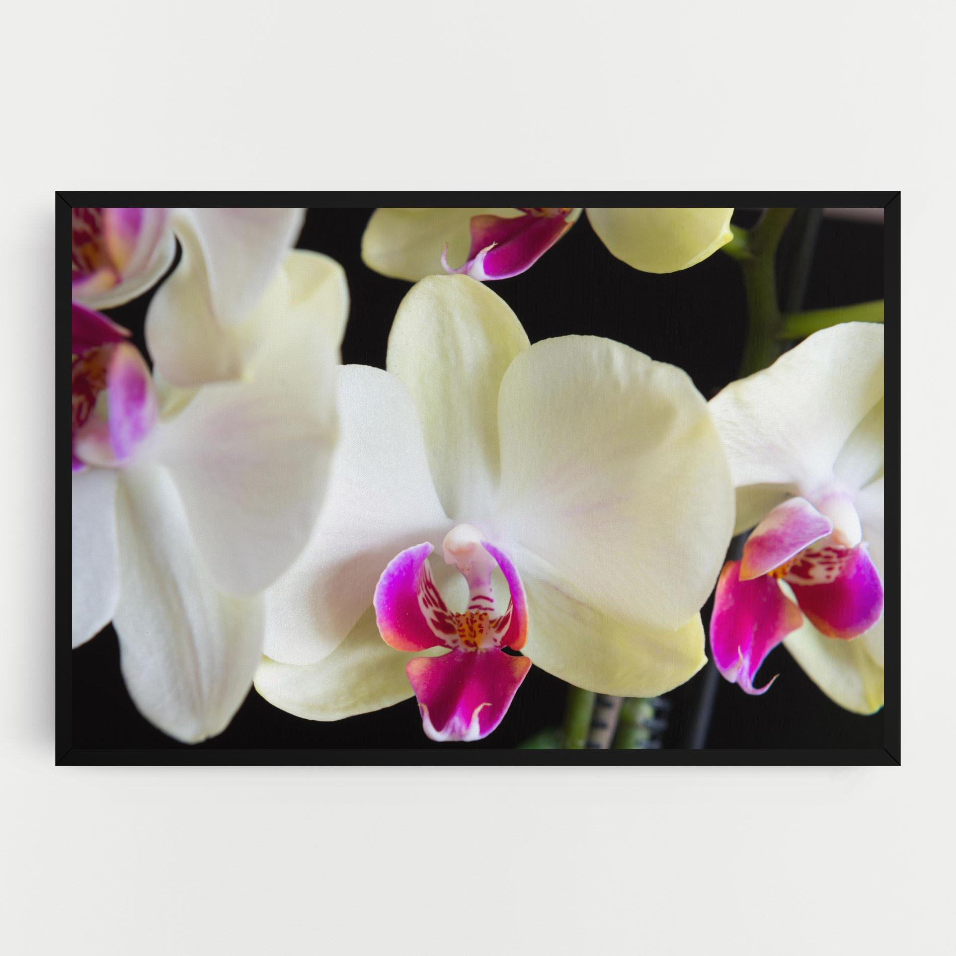 Tablou Canvas Cream Purple Orchids mockup 0