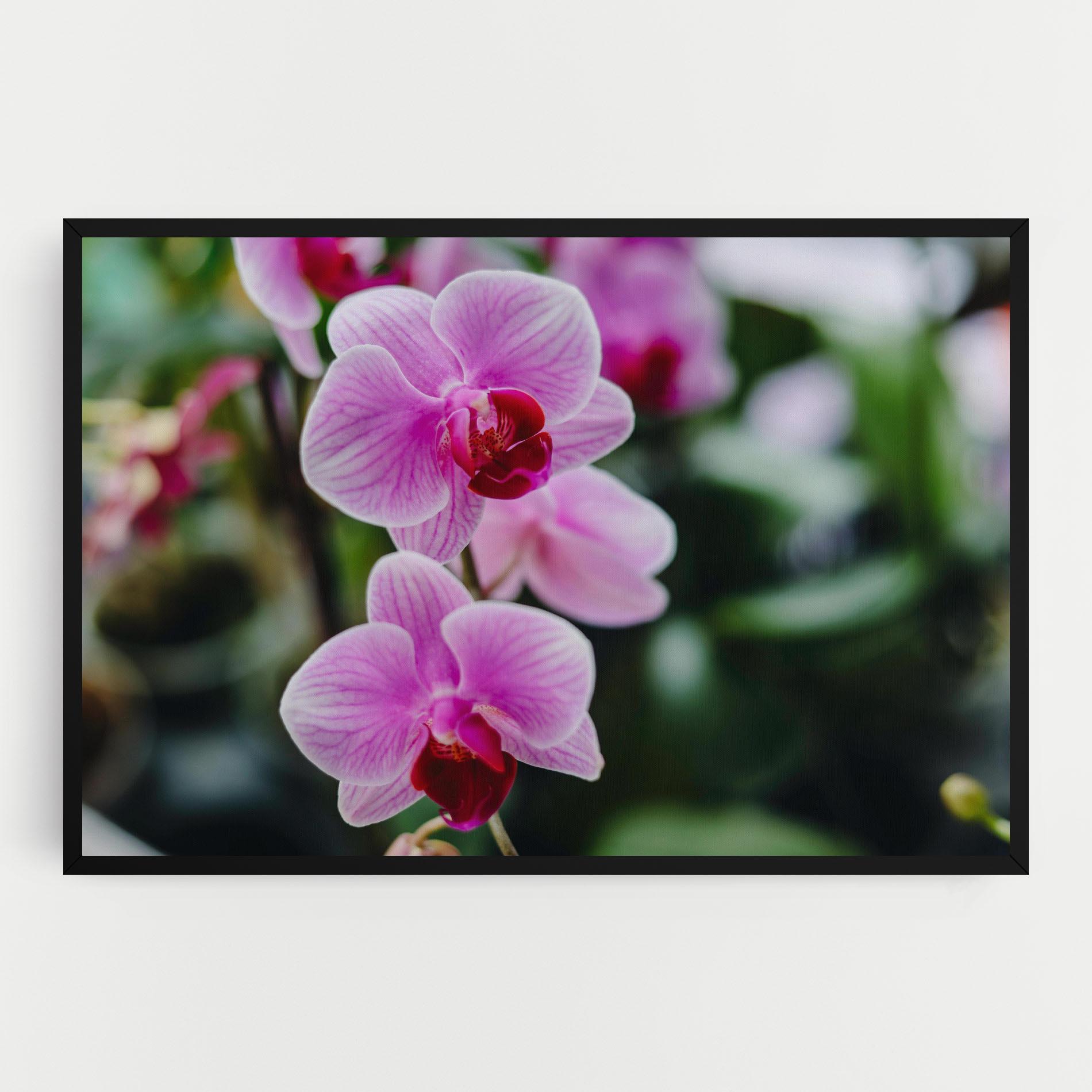 Tablou Canvas Garden Purple Orchids mockup 0