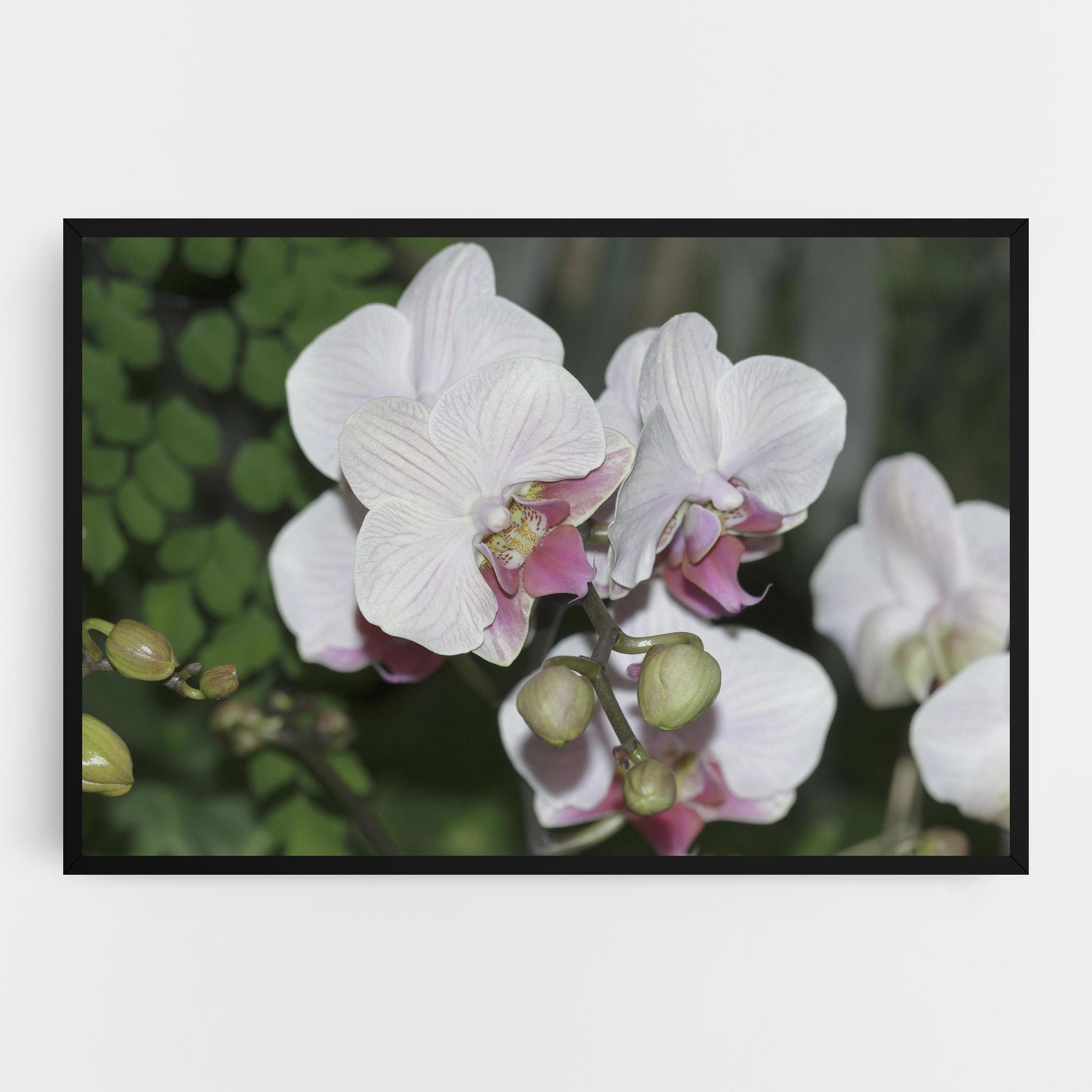 Tablou Canvas Orchid Botanical Garden mockup 0