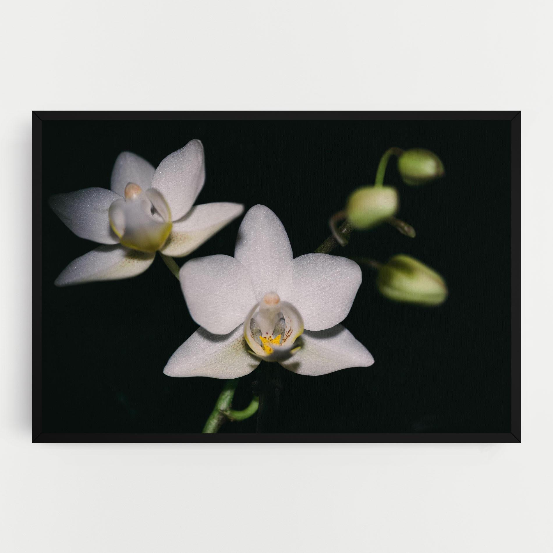 Tablou Canvas Orchids On Black mockup 0