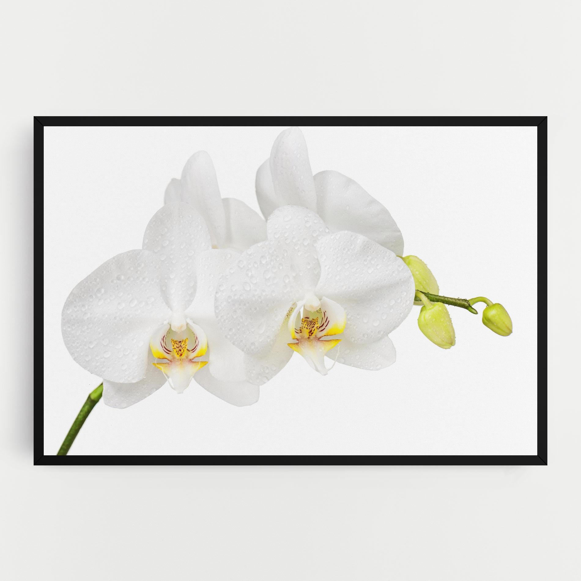 Tablou Canvas Orchids On White mockup 0