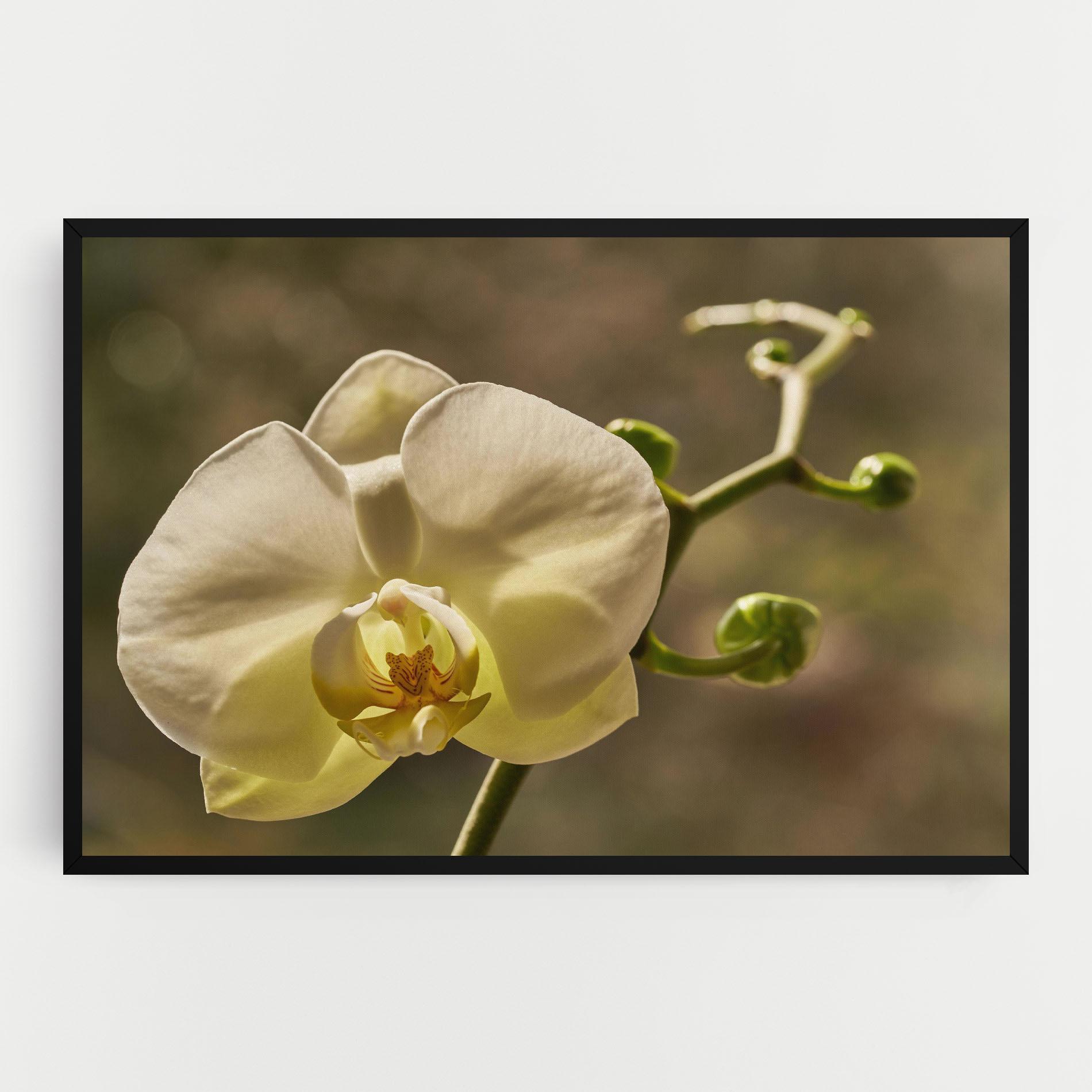 Tablou Canvas Pastel Yellow Orchid In Garden mockup 0