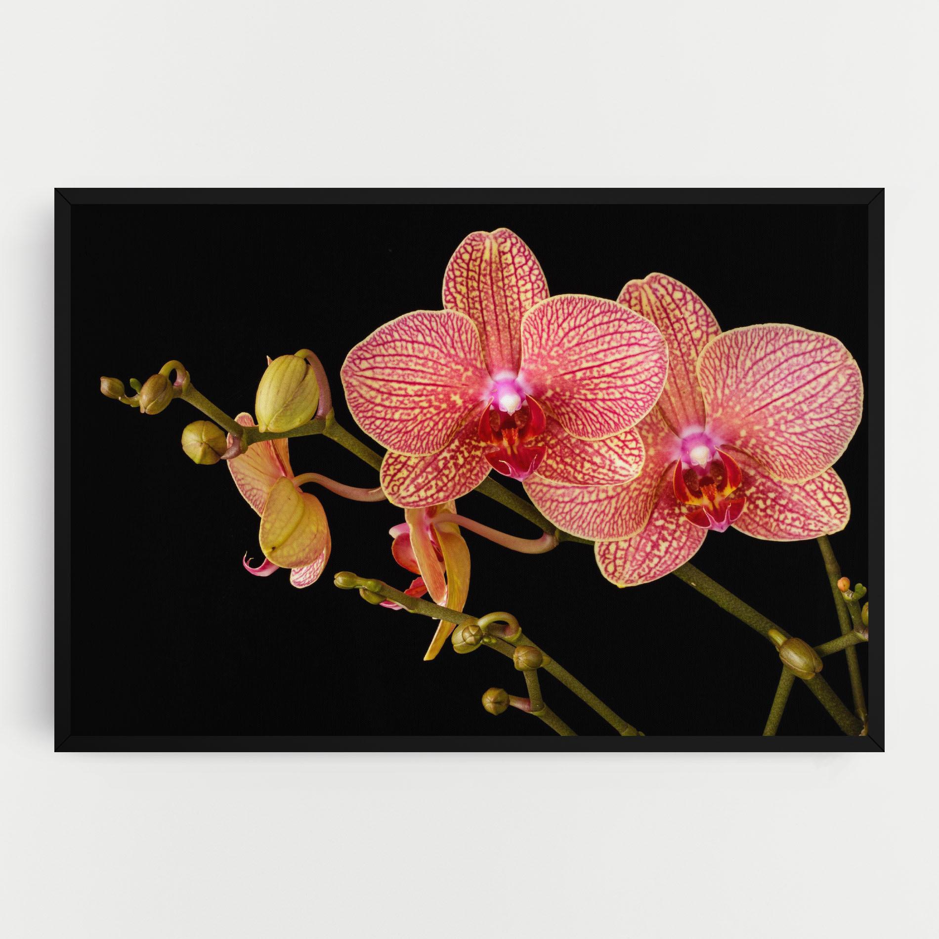 Tablou Canvas Pink Orchids On Black mockup 0