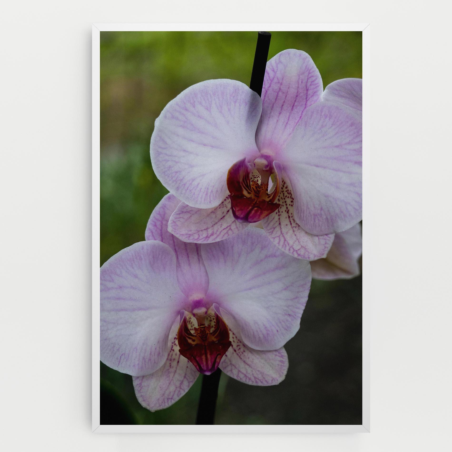 Tablou Canvas Garden Light Purple Orchid mockup 0