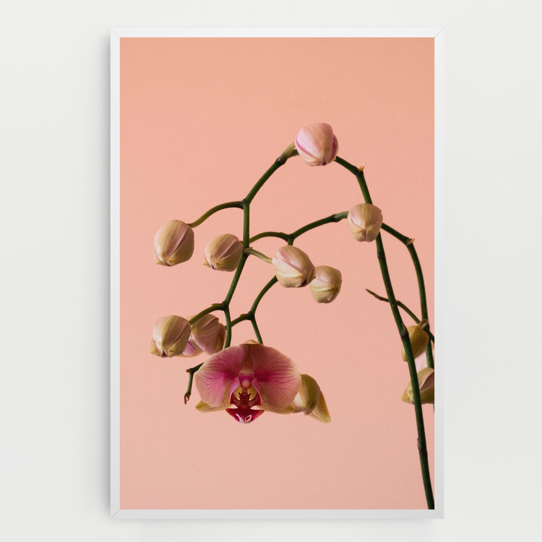 Tablou Canvas Orchids On Pink mockup 0