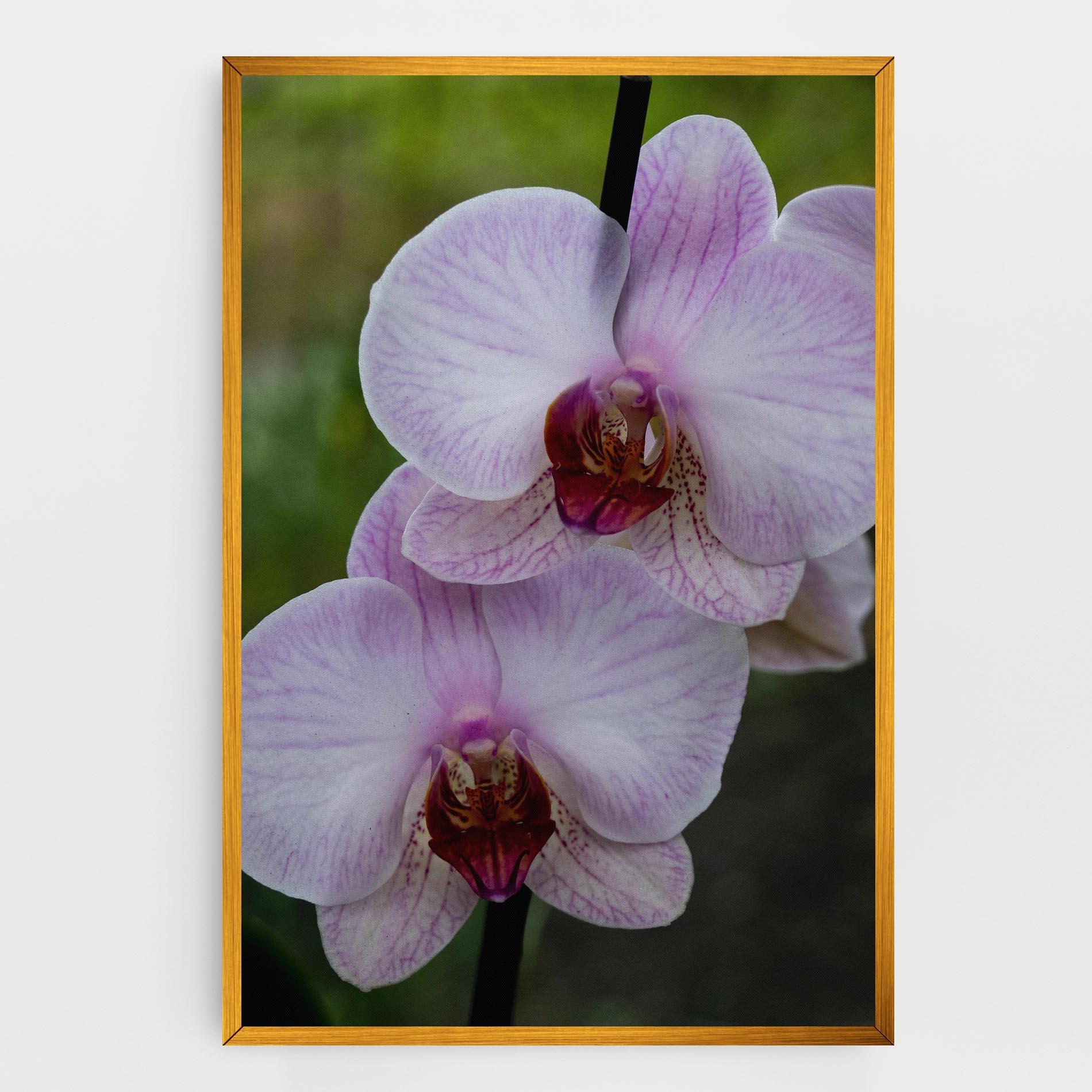 Tablou Canvas Garden Light Purple Orchid mockup 0