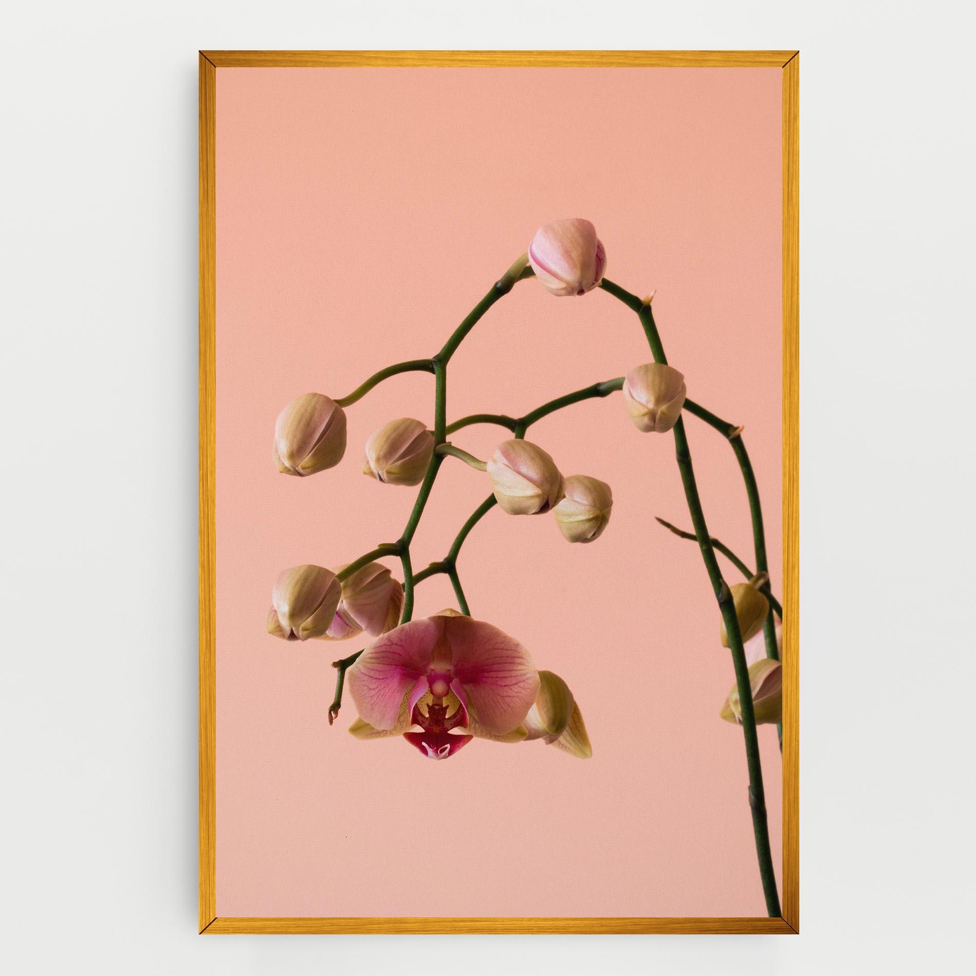 Tablou Canvas Orchids On Pink mockup 0