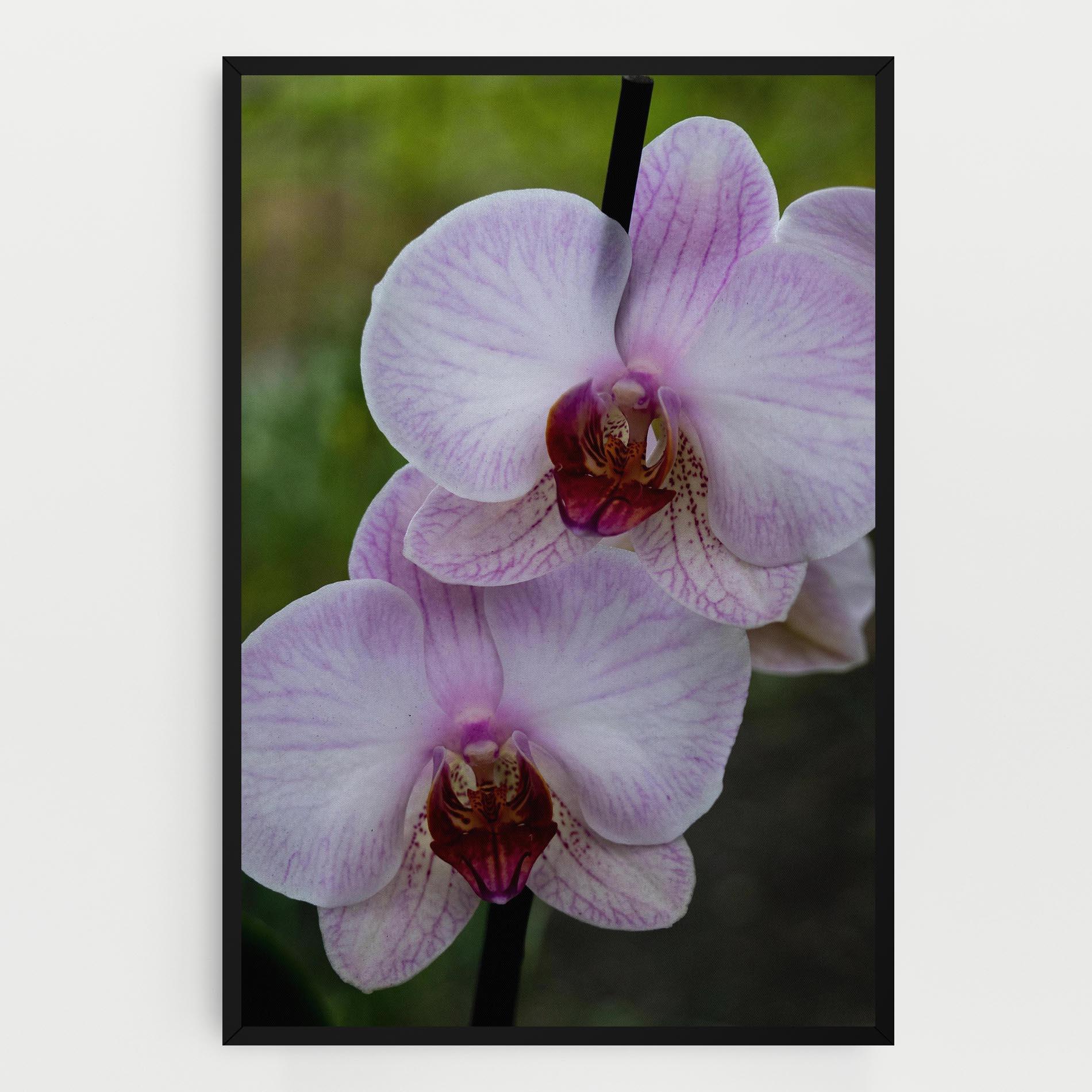 Tablou Canvas Garden Light Purple Orchid mockup 0