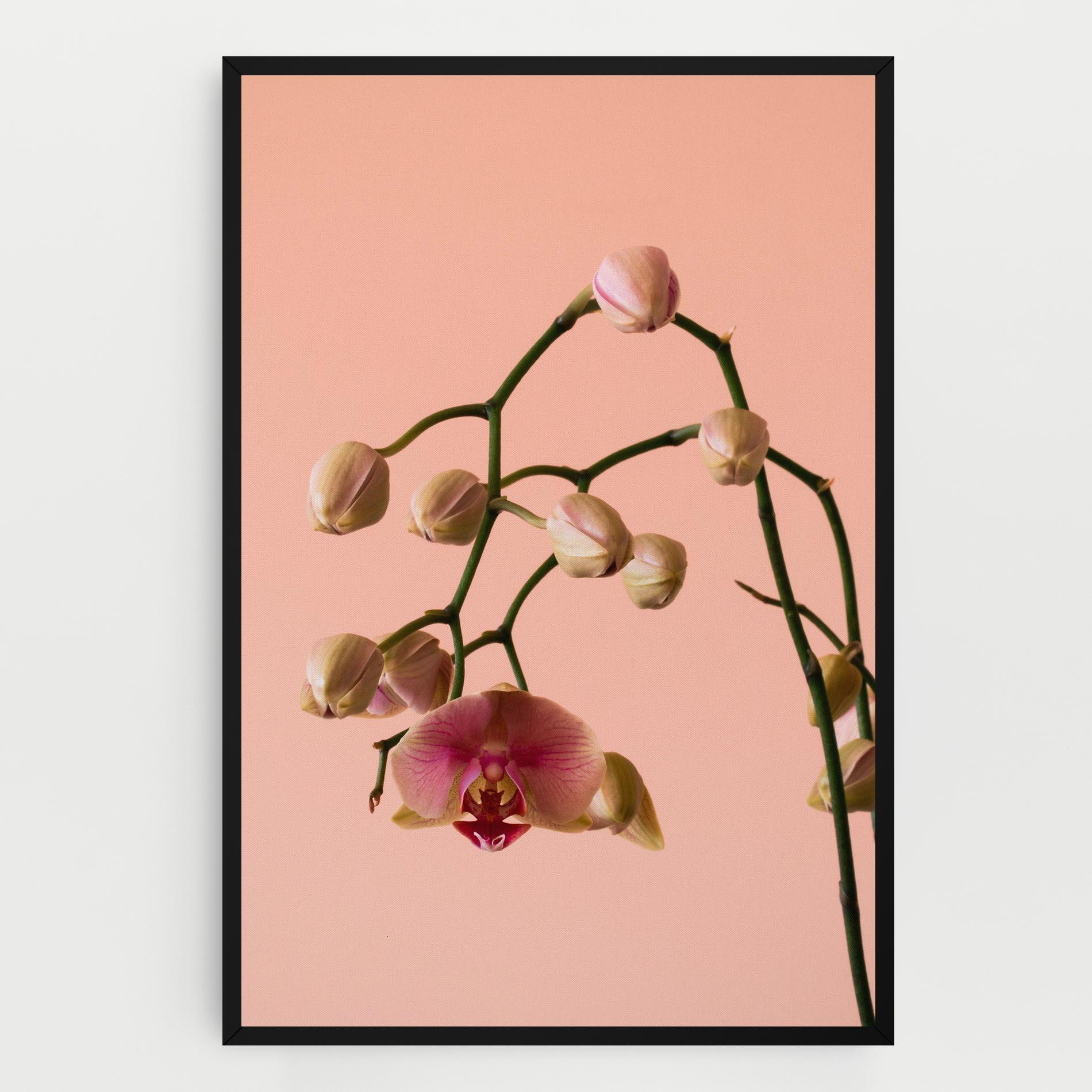 Tablou Canvas Orchids On Pink mockup 0