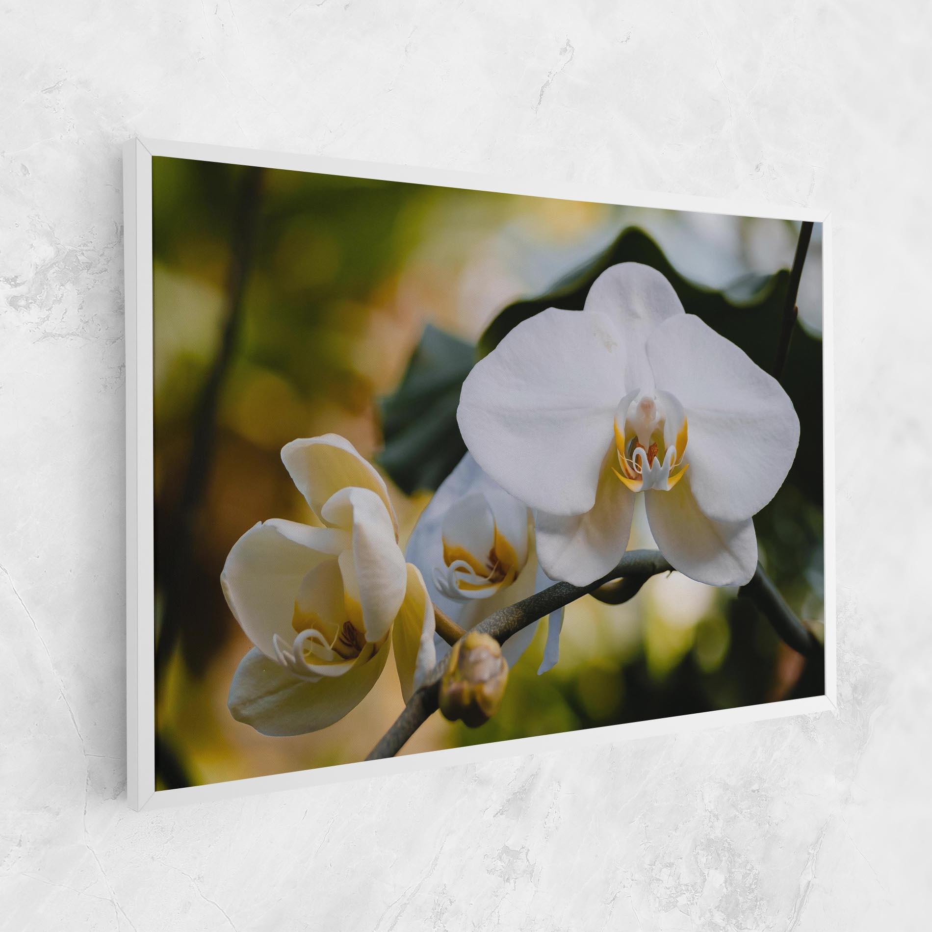 Tablou Canvas Cream Orchid In Nature mockup 1