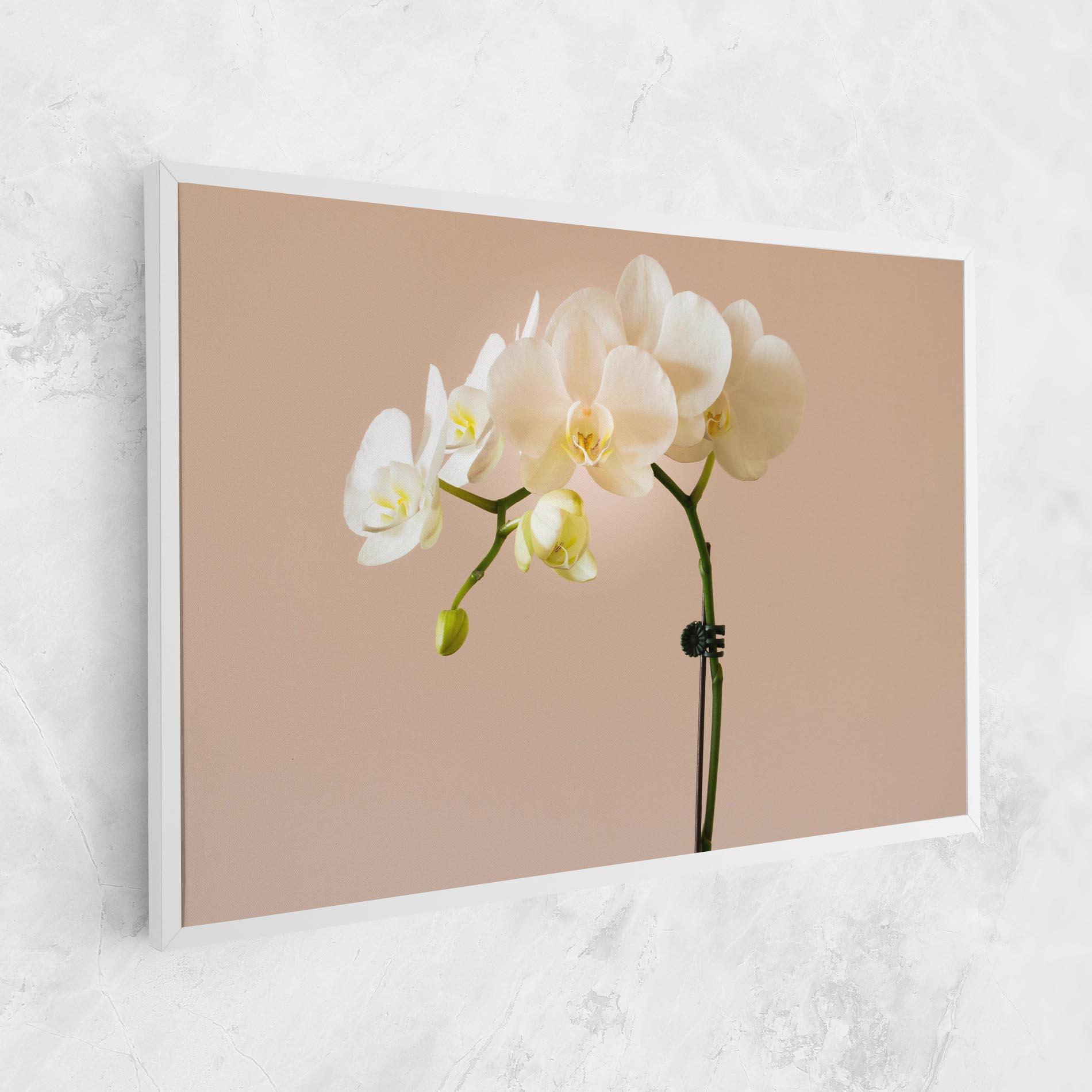 Tablou Canvas Cream Orchid On Pink mockup 1