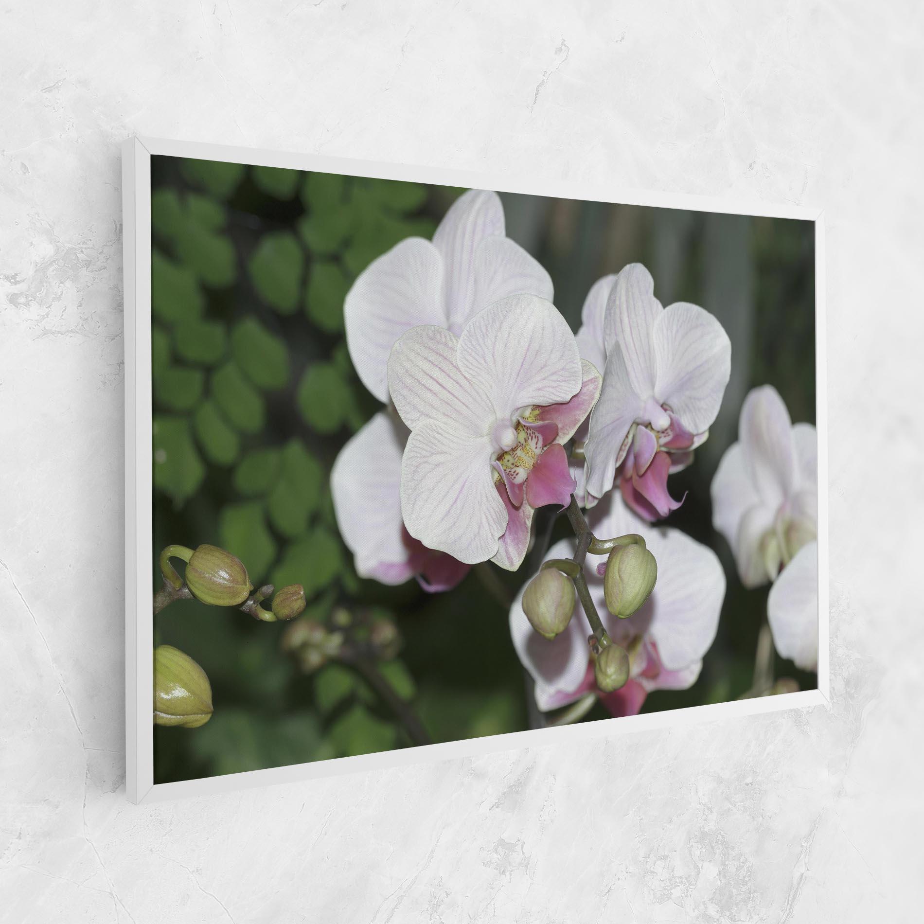 Tablou Canvas Orchid Botanical Garden mockup 1