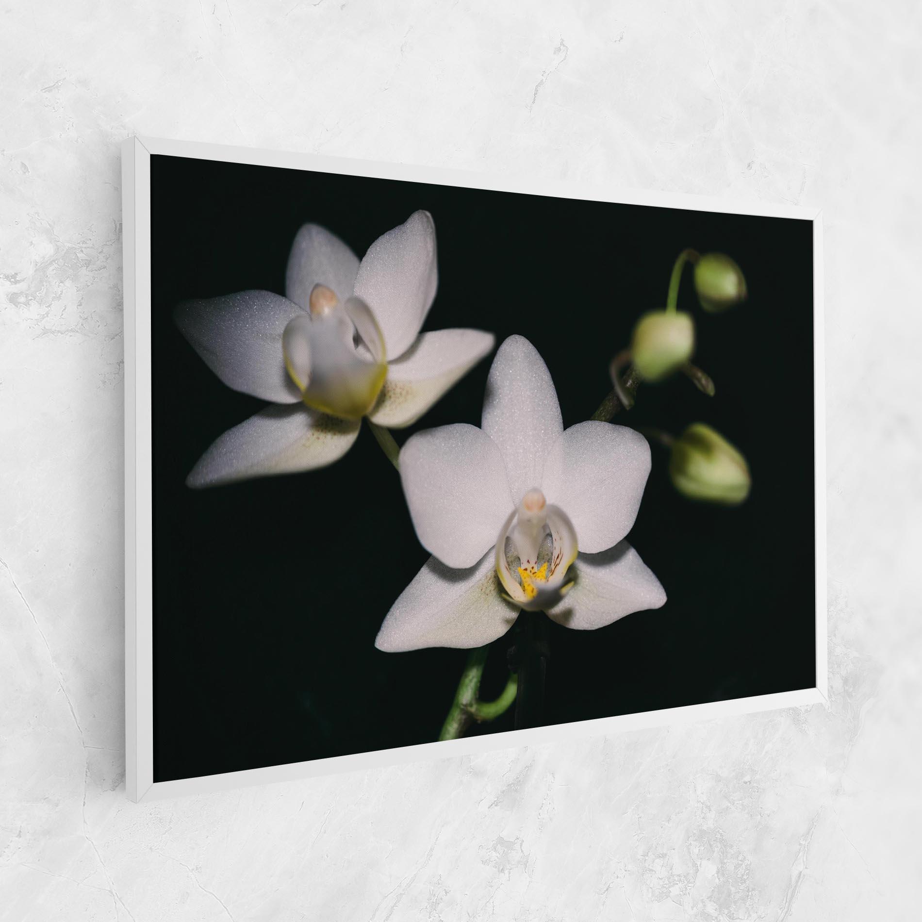 Tablou Canvas Orchids On Black mockup 1
