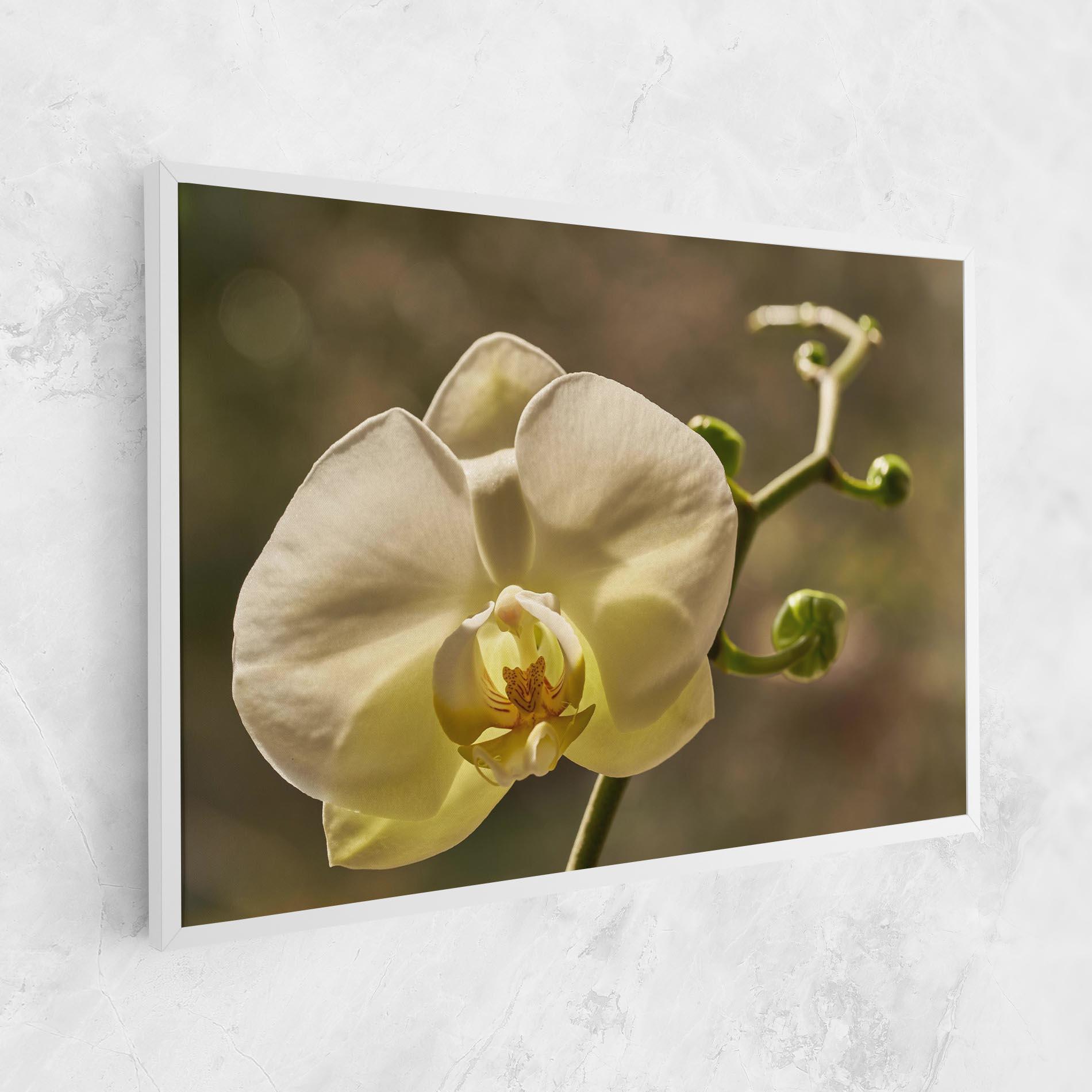 Tablou Canvas Pastel Yellow Orchid In Garden mockup 1
