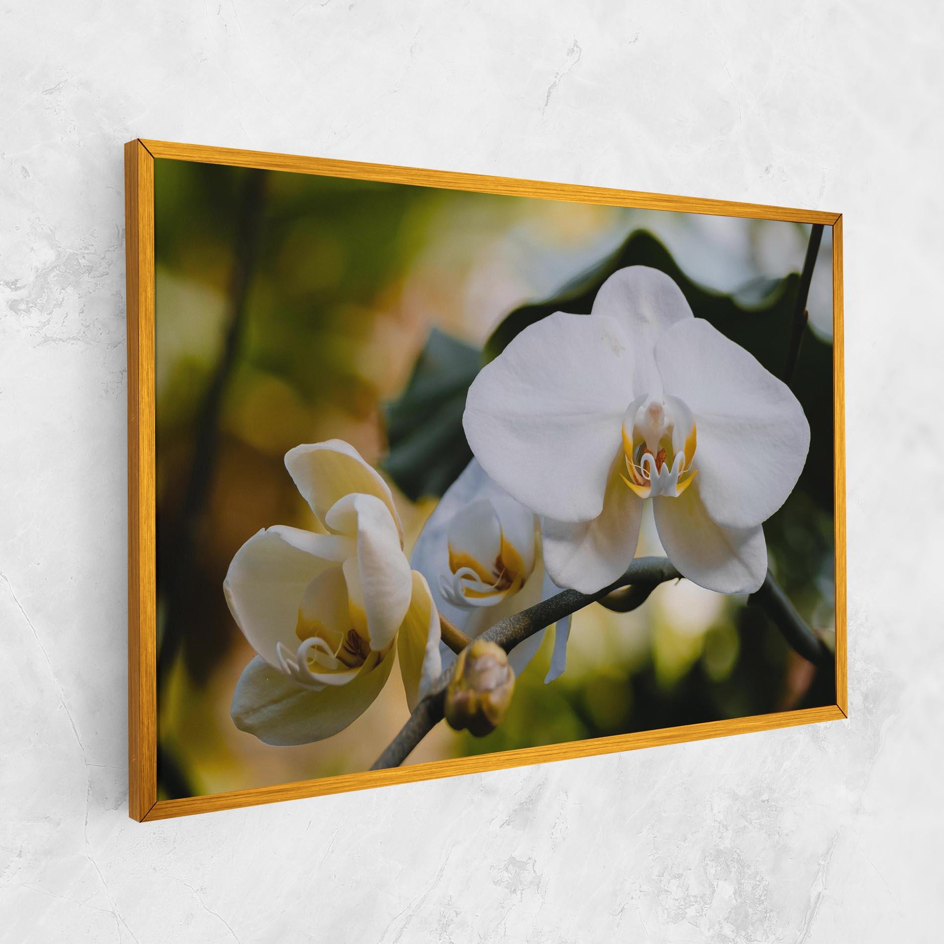 Tablou Canvas Cream Orchid In Nature mockup 1