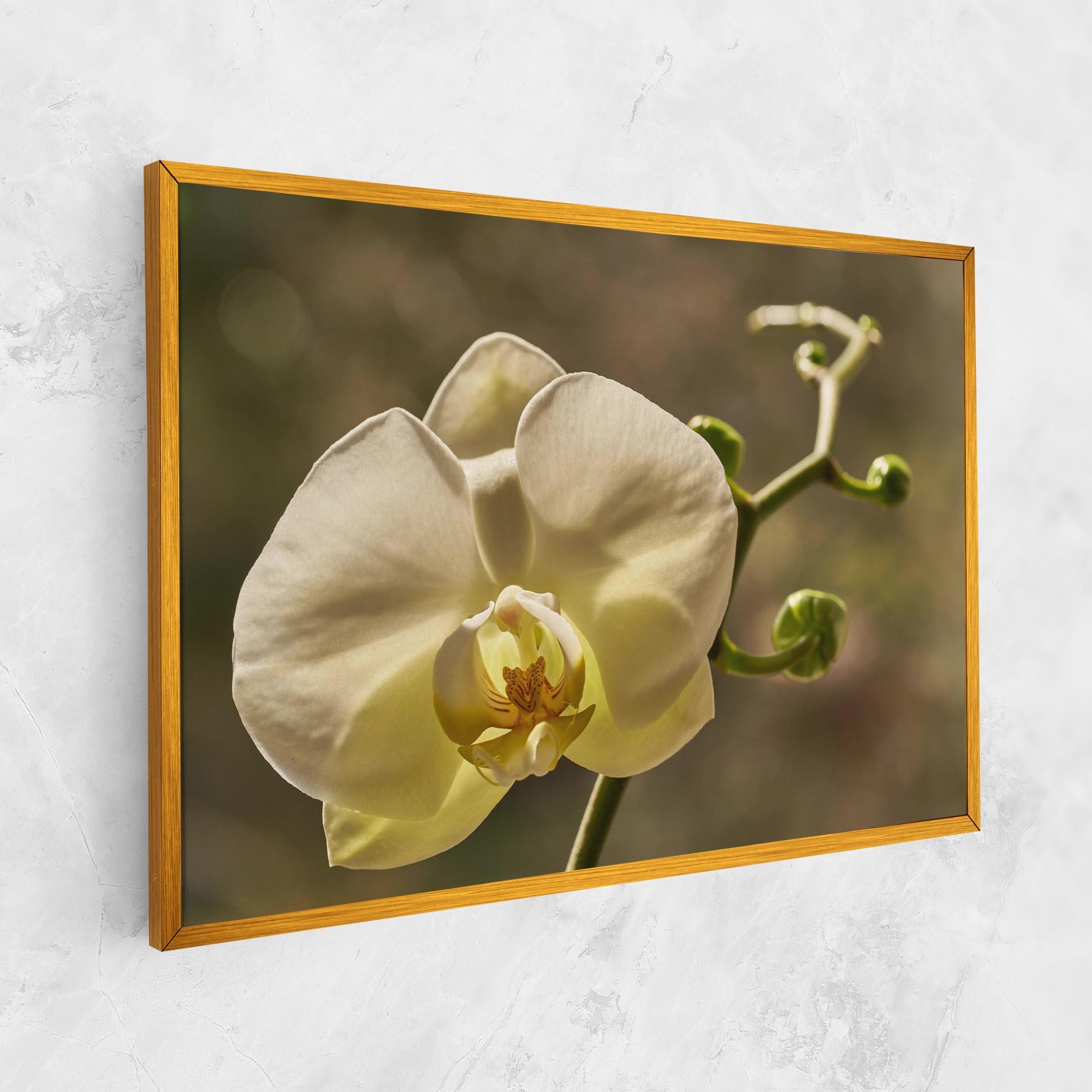 Tablou Canvas Pastel Yellow Orchid In Garden mockup 1