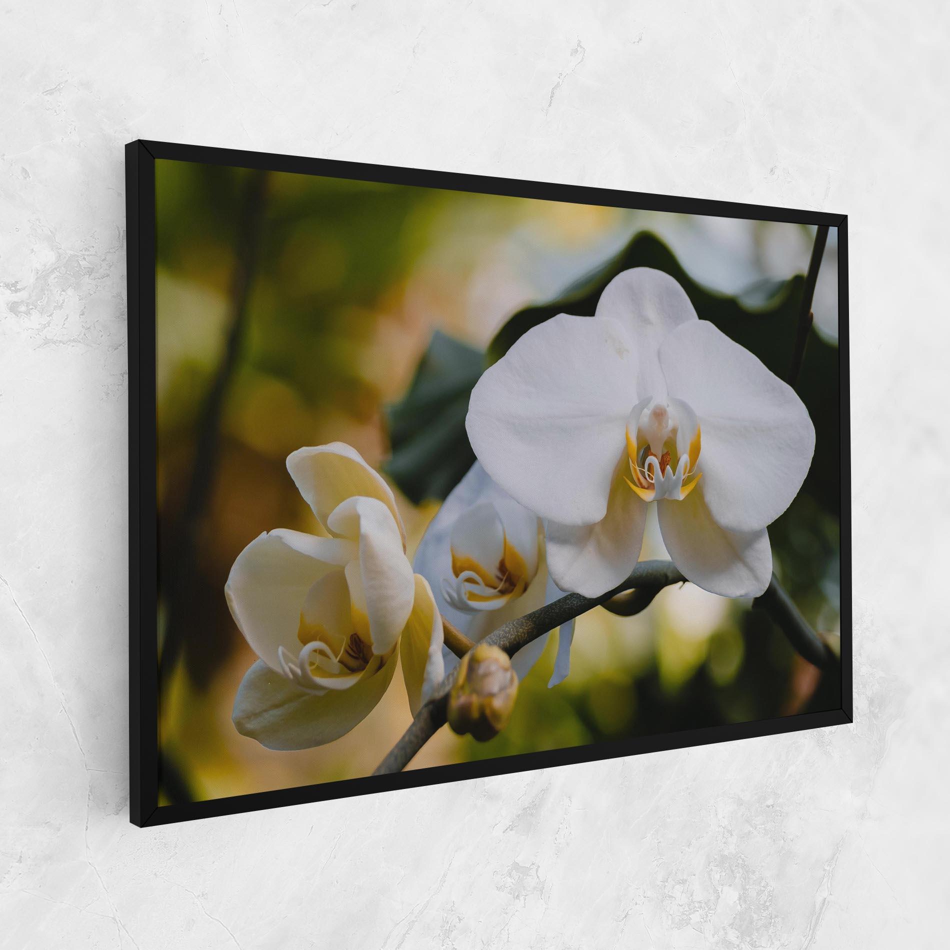 Tablou Canvas Cream Orchid In Nature mockup 1