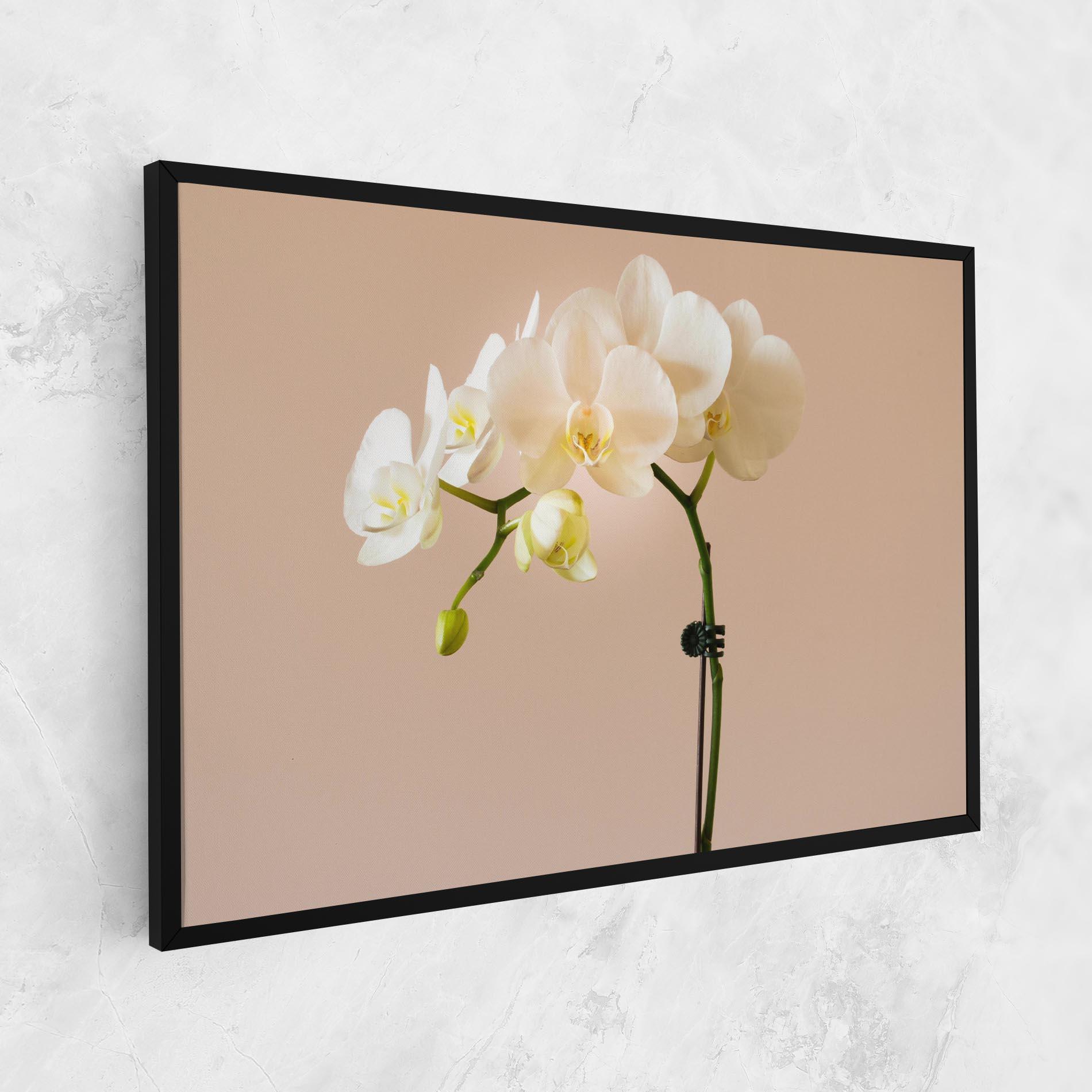 Tablou Canvas Cream Orchid On Pink mockup 1