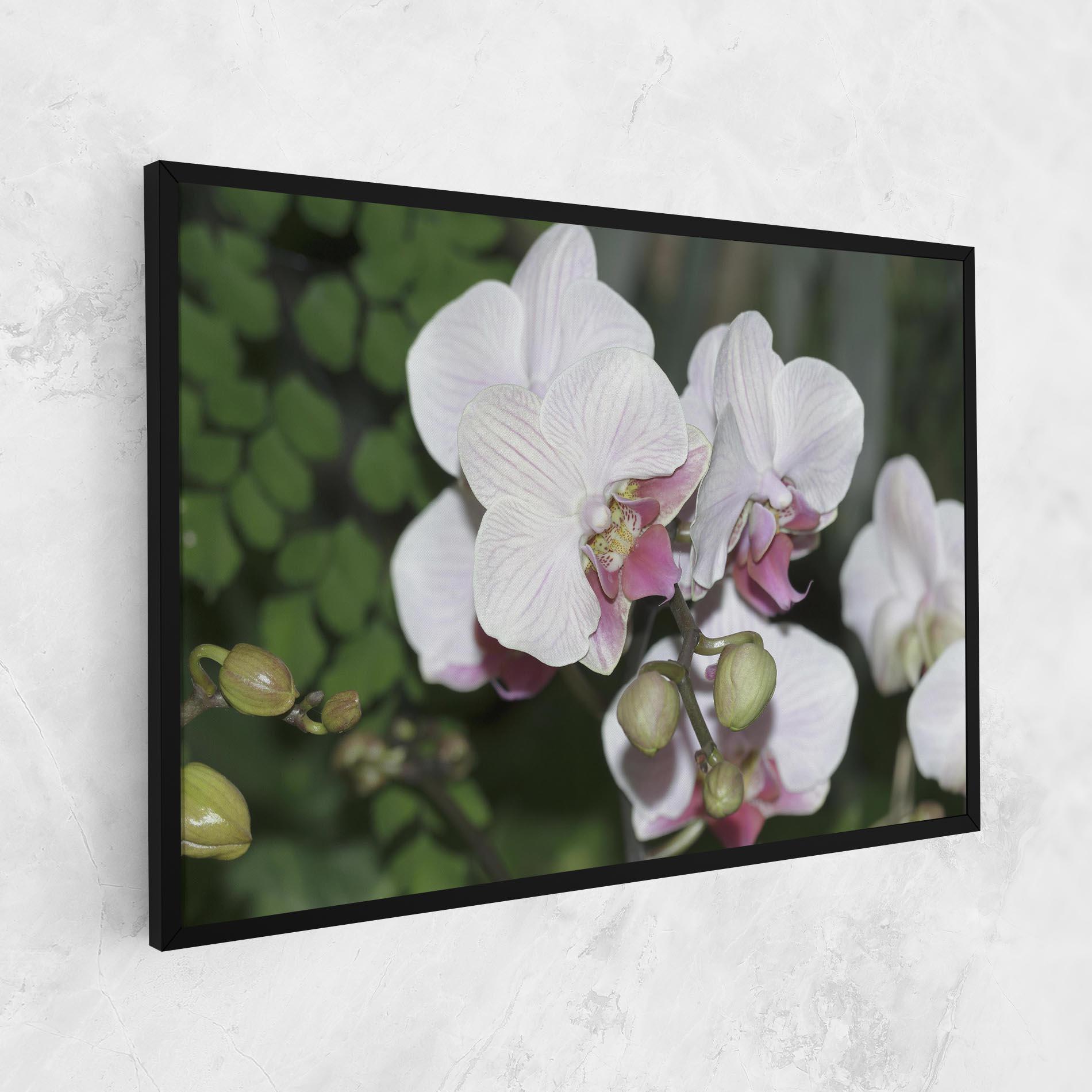 Tablou Canvas Orchid Botanical Garden mockup 1