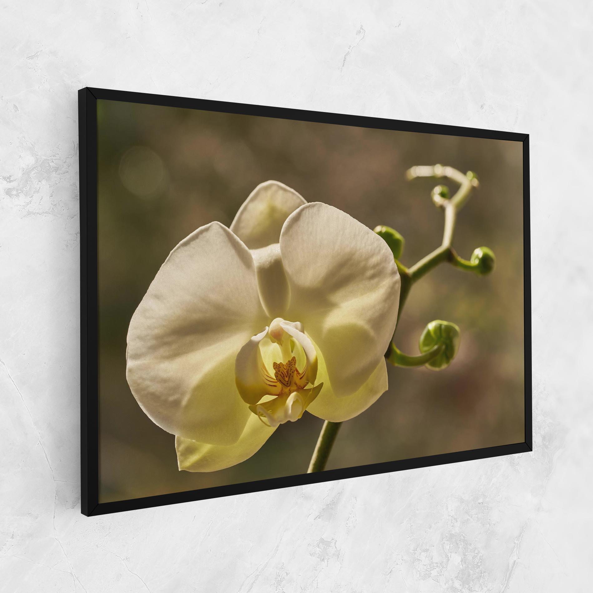 Tablou Canvas Pastel Yellow Orchid In Garden mockup 1