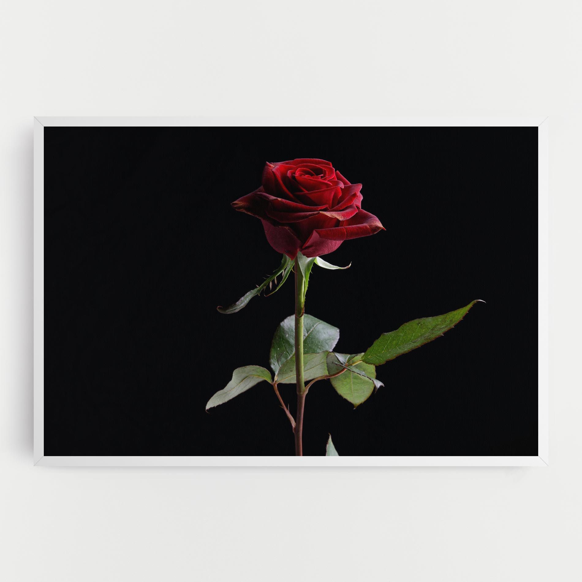 Beautiful Red Rose mockup 0