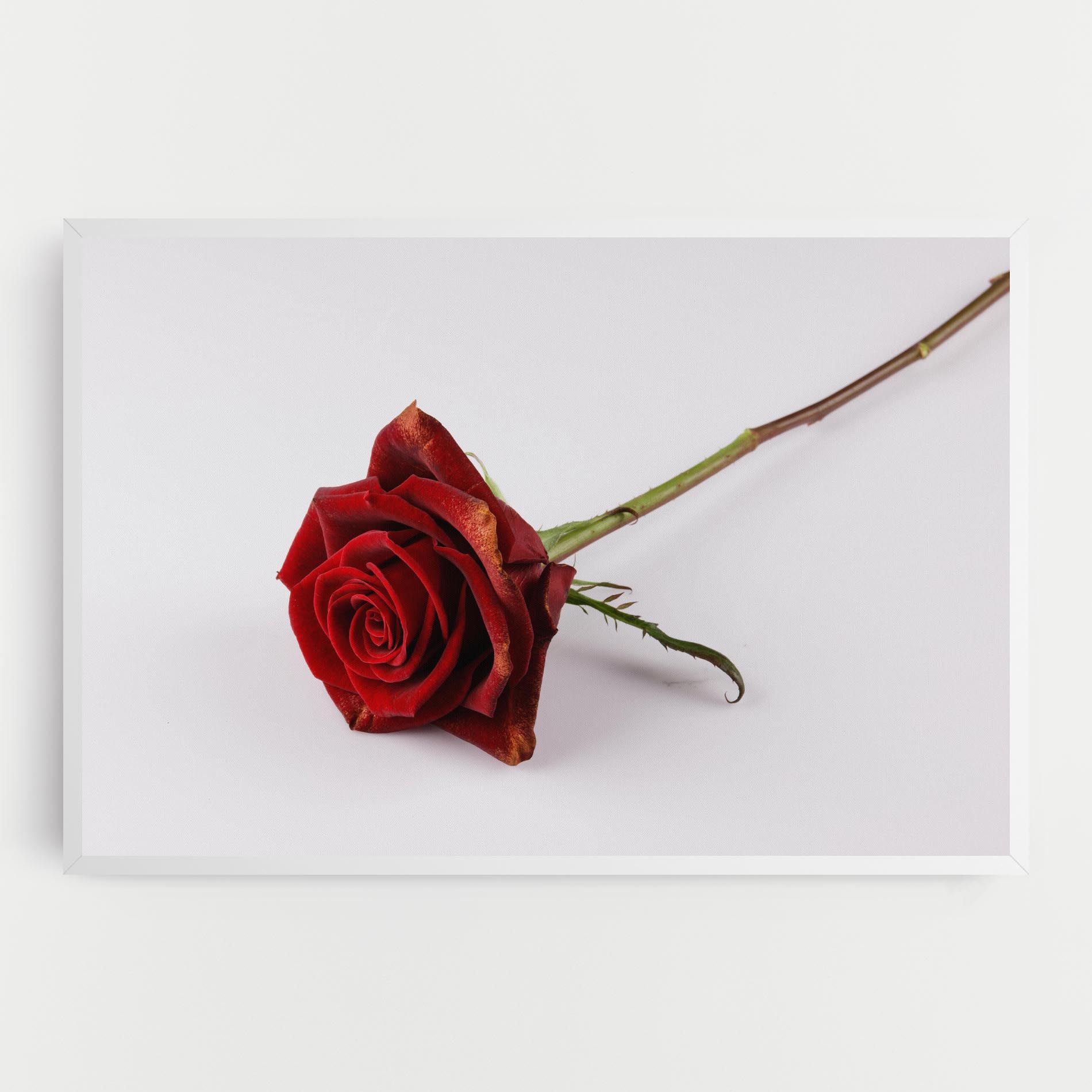 Lonely Rose mockup 0