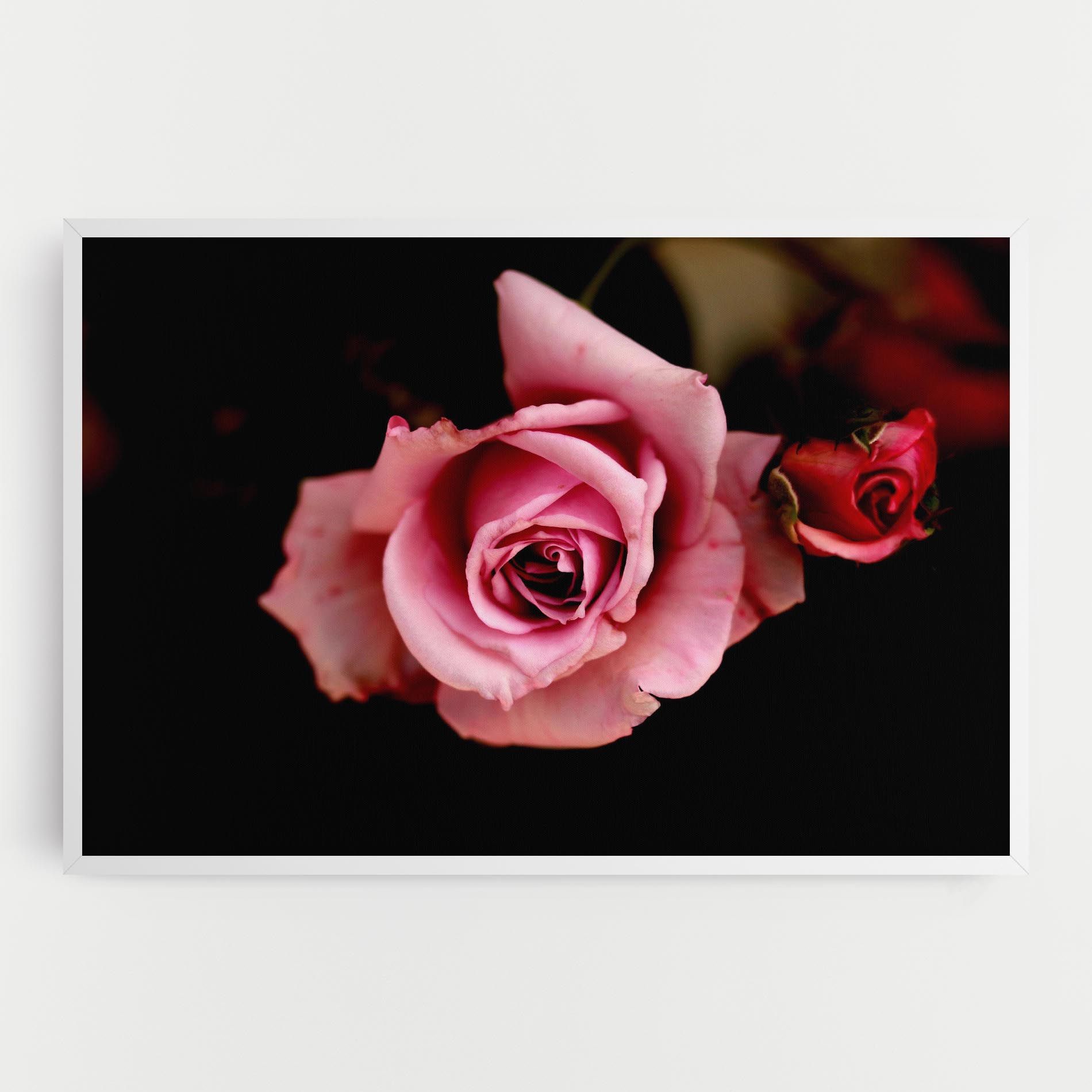 Opened Pink Rose mockup 0