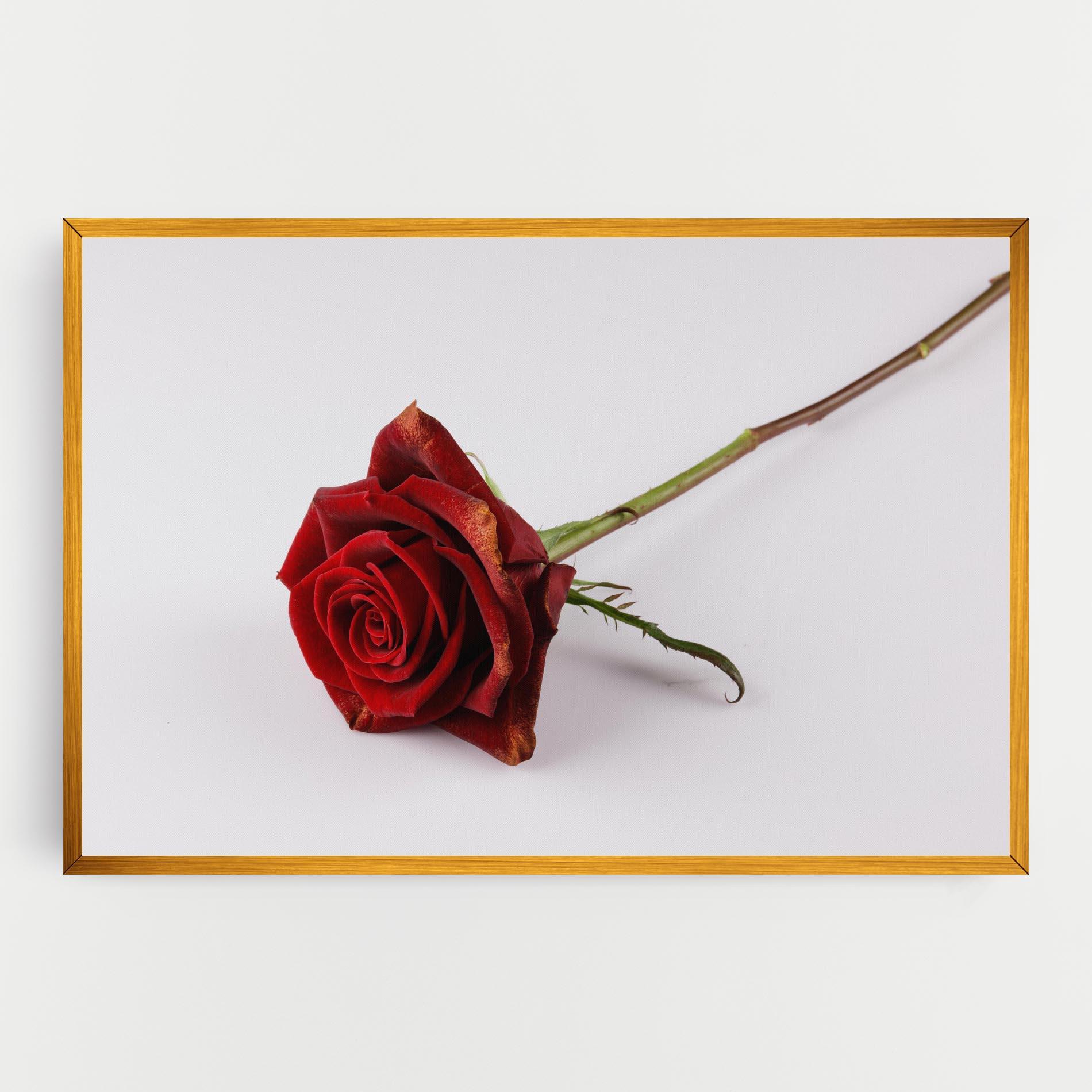 Tablou Canvas Lonely Rose mockup 0