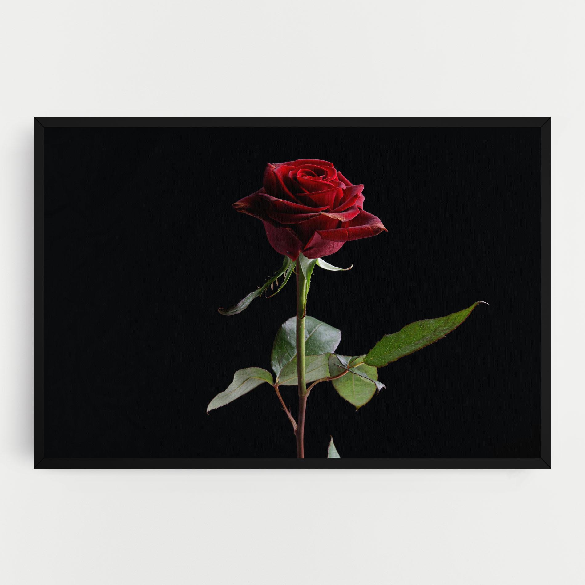 Tablou Canvas Beautiful Red Rose mockup 0